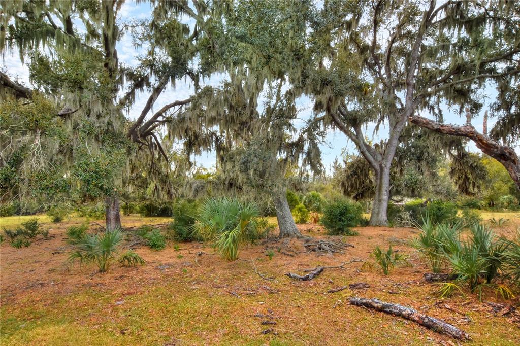0 Carlton Lake Road Wimauma, FL 33598 - Photo 5 of 7 a view of backyard with green space