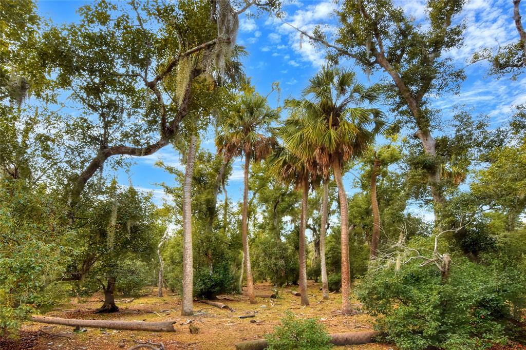 0 Carlton Lake Road Wimauma, FL 33598 - Photo 6 of 7 a view of a yard