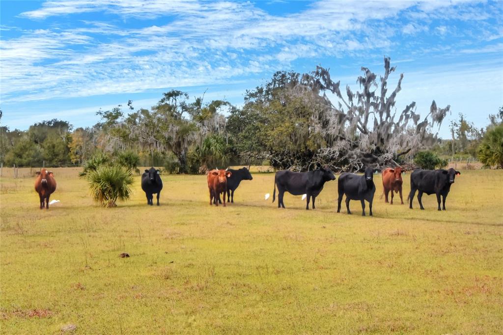 0 Carlton Lake Road Wimauma, FL 33598 - Photo 7 of 7 a view of ocean with trees