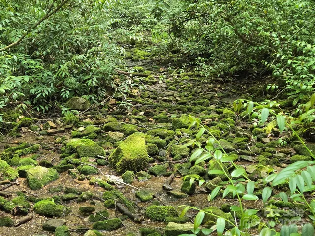 a view of a yard with a tree