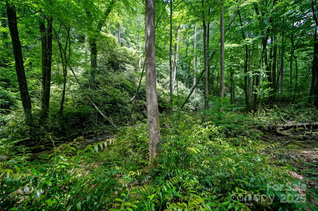 a view of a yard with plants
