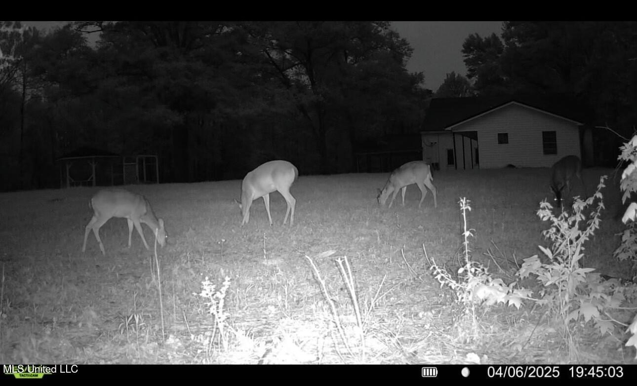 3489 White Apple Road Roxie, MS 39661 - Photo 3 of 19 tempImageP9tNFW