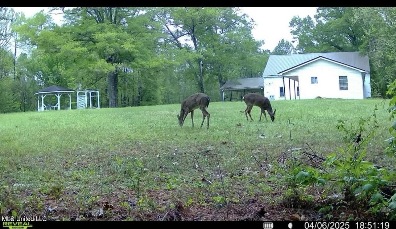 3489 White Apple Road Roxie, MS 39661 - Photo 4 of 19 tempImagezeAVau