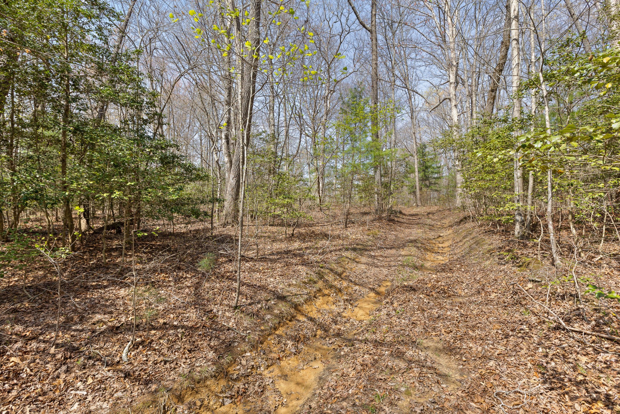 1765 Blaine Smith Road Graysville, TN 37338 - Photo 21 of 60 a view of a yard with trees