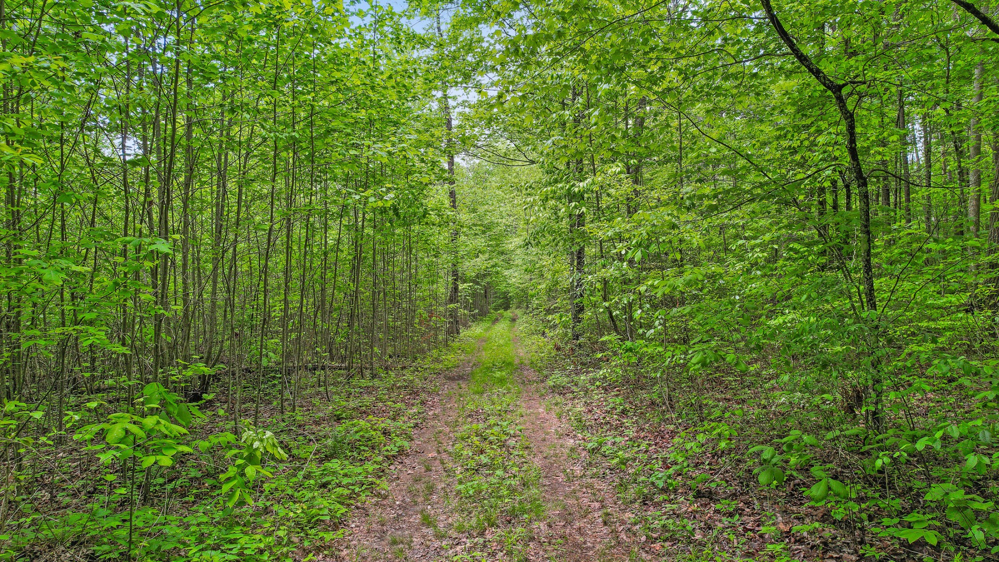 1765 Blaine Smith Road Graysville, TN 37338 - Photo 46 of 60