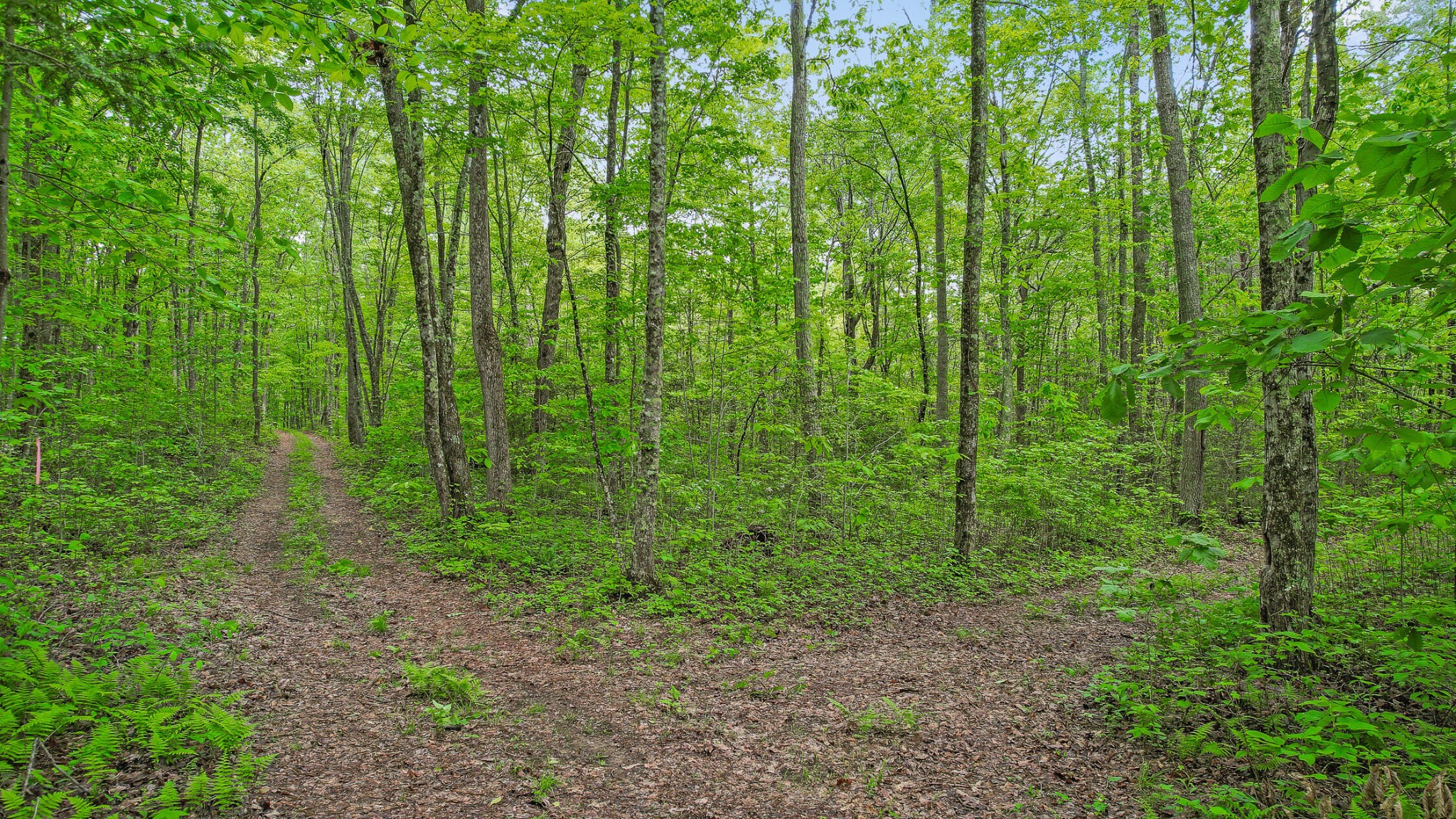 1765 Blaine Smith Road Graysville, TN 37338 - Photo 47 of 60 a view of a lush green forest