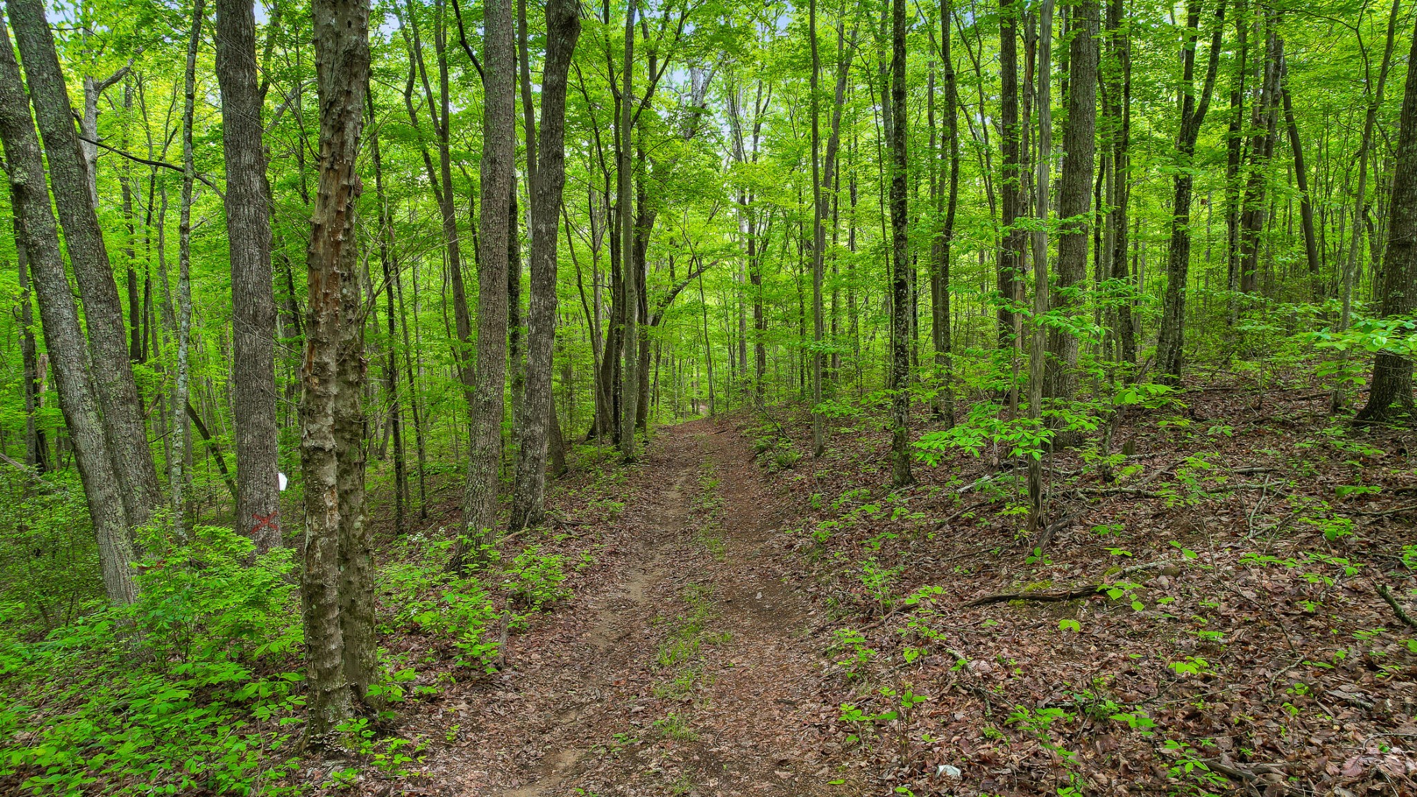 1765 Blaine Smith Road Graysville, TN 37338 - Photo 49 of 60 a view of a garden