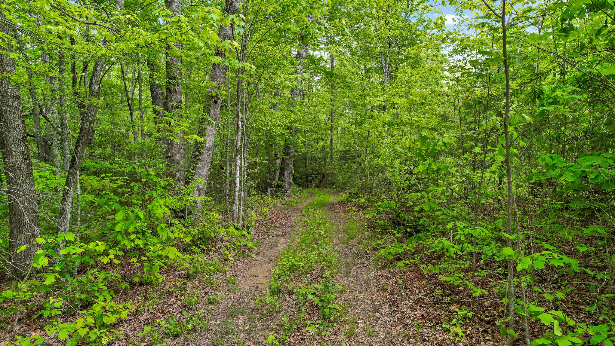 1765 Blaine Smith Road Graysville, TN 37338 - Photo 52 of 60