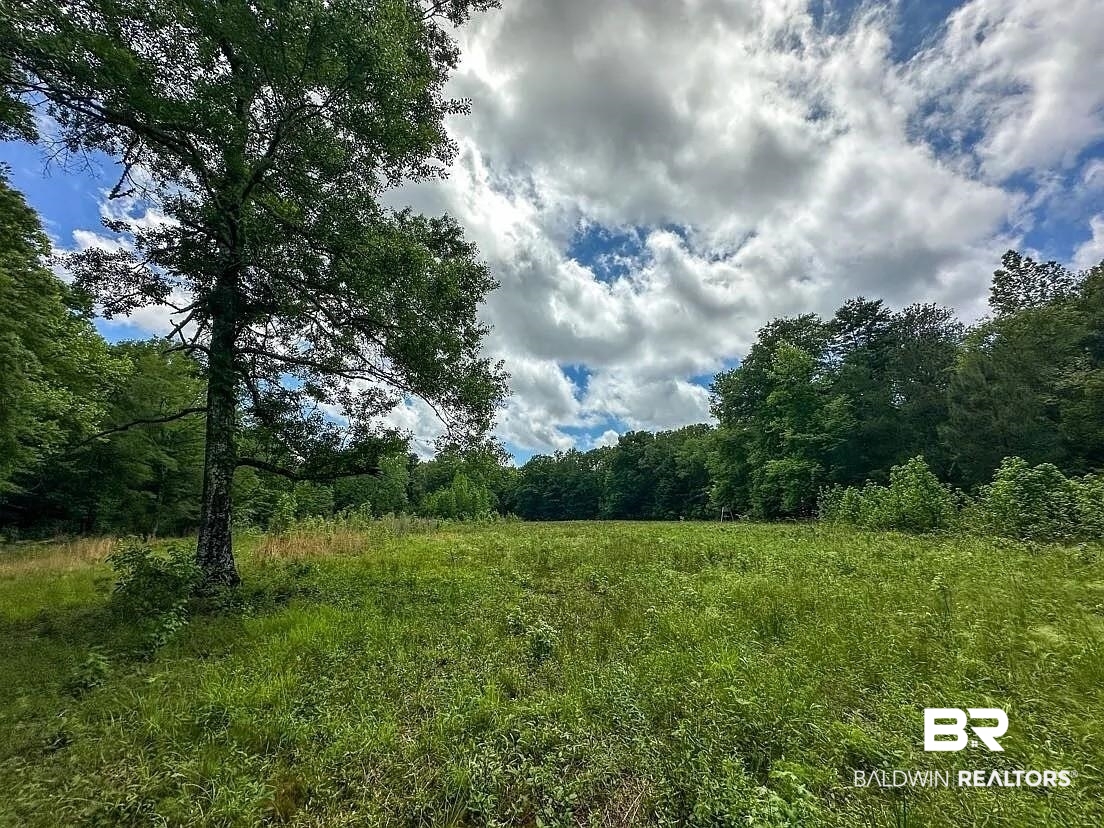 0 Loree Road Evergreen, AL 36401 - Photo 7 of 10 View of wooded area