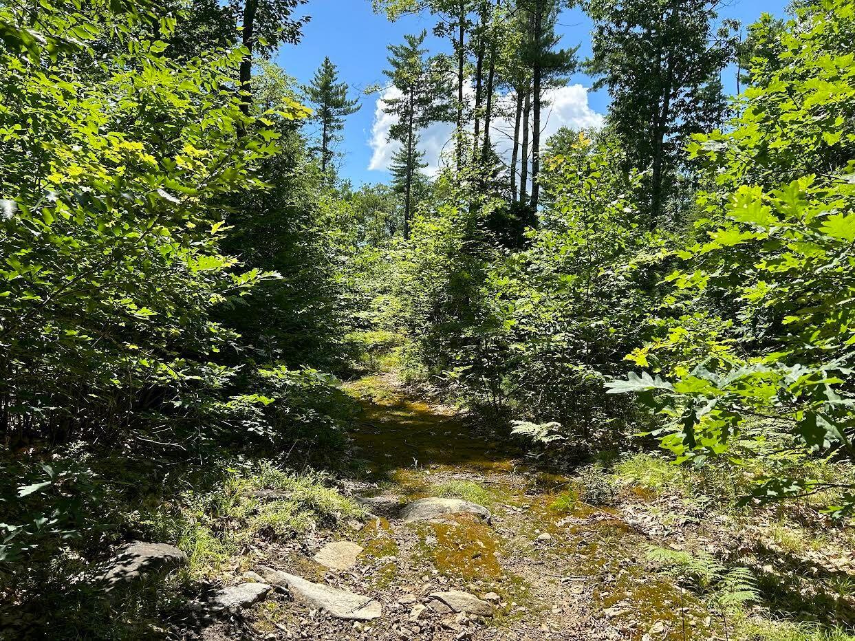 Lot 06-04 Route 109 Route Acton, ME 04001 - Photo 3 of 4 woods road