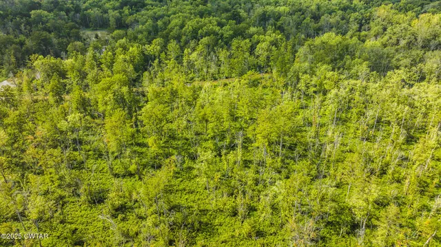 a view of a big yard with plants and large trees