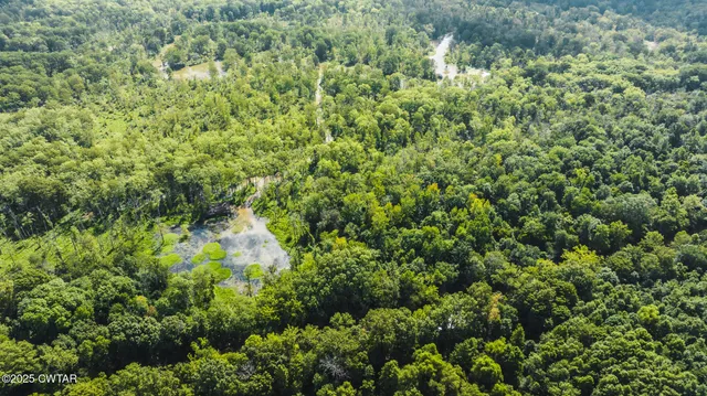 a view of a forest with a tree