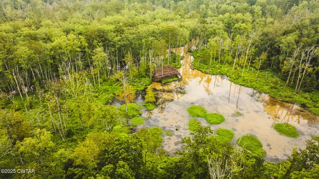 a view of flowers in a garden