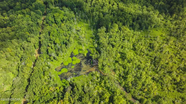 a view of a lush green forest