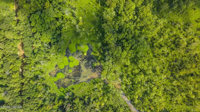 a view of a lush green forest