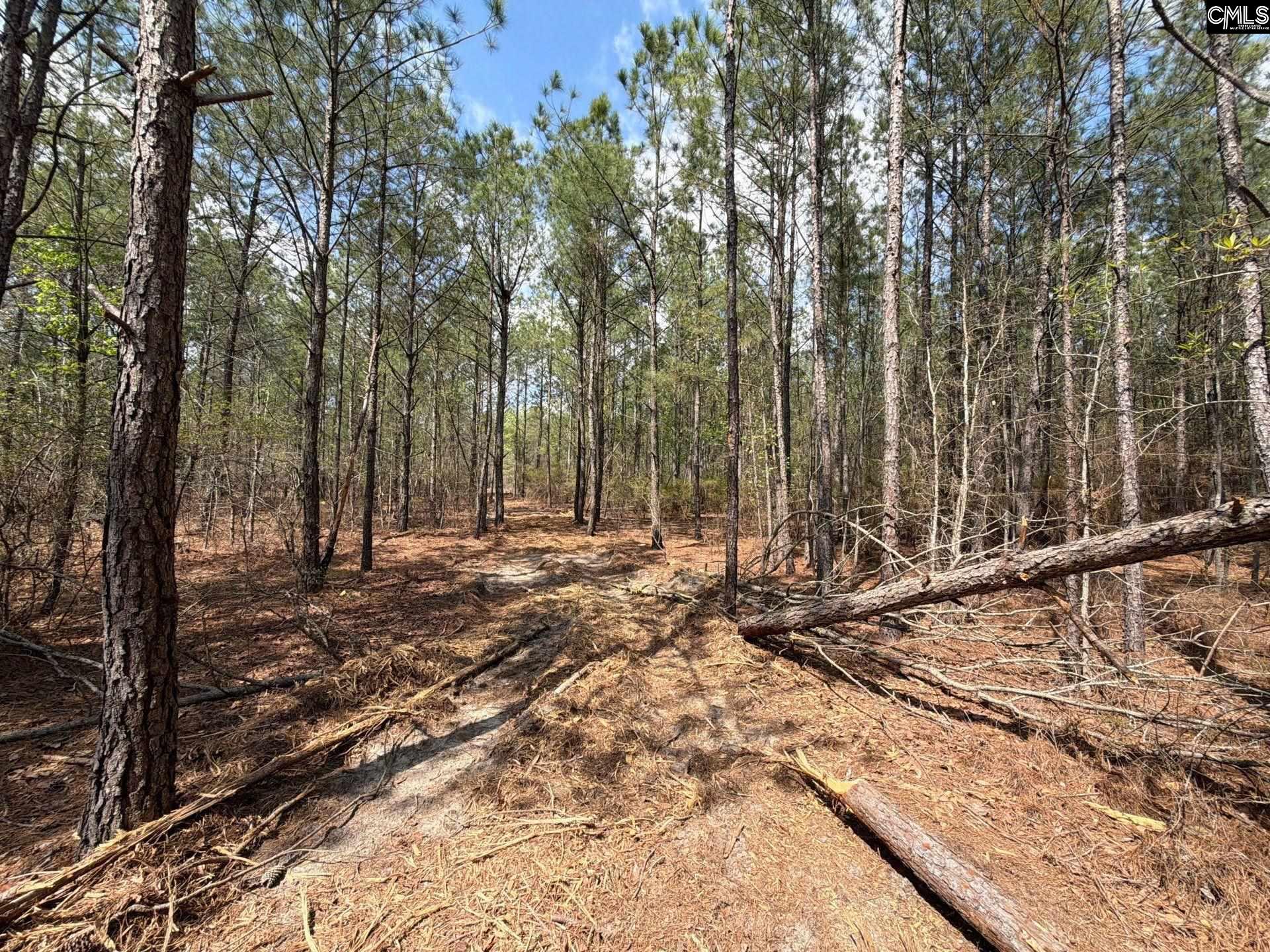 4 Mt Calvary Rd Ridge Spring Ridge Spring, SC 29129 - Photo 23 of 40