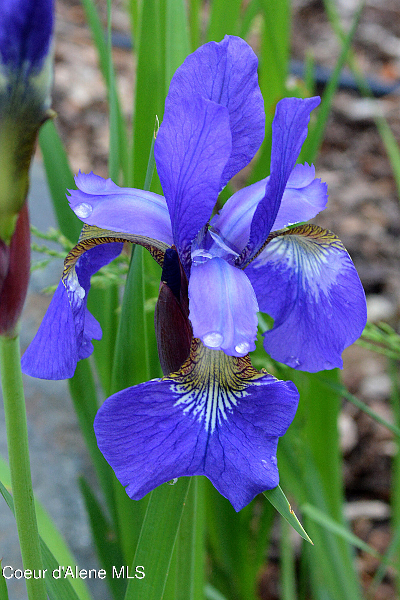 16 Hawkins Road Sagle, ID 83860 - Photo 98 of 110 Blue Iris