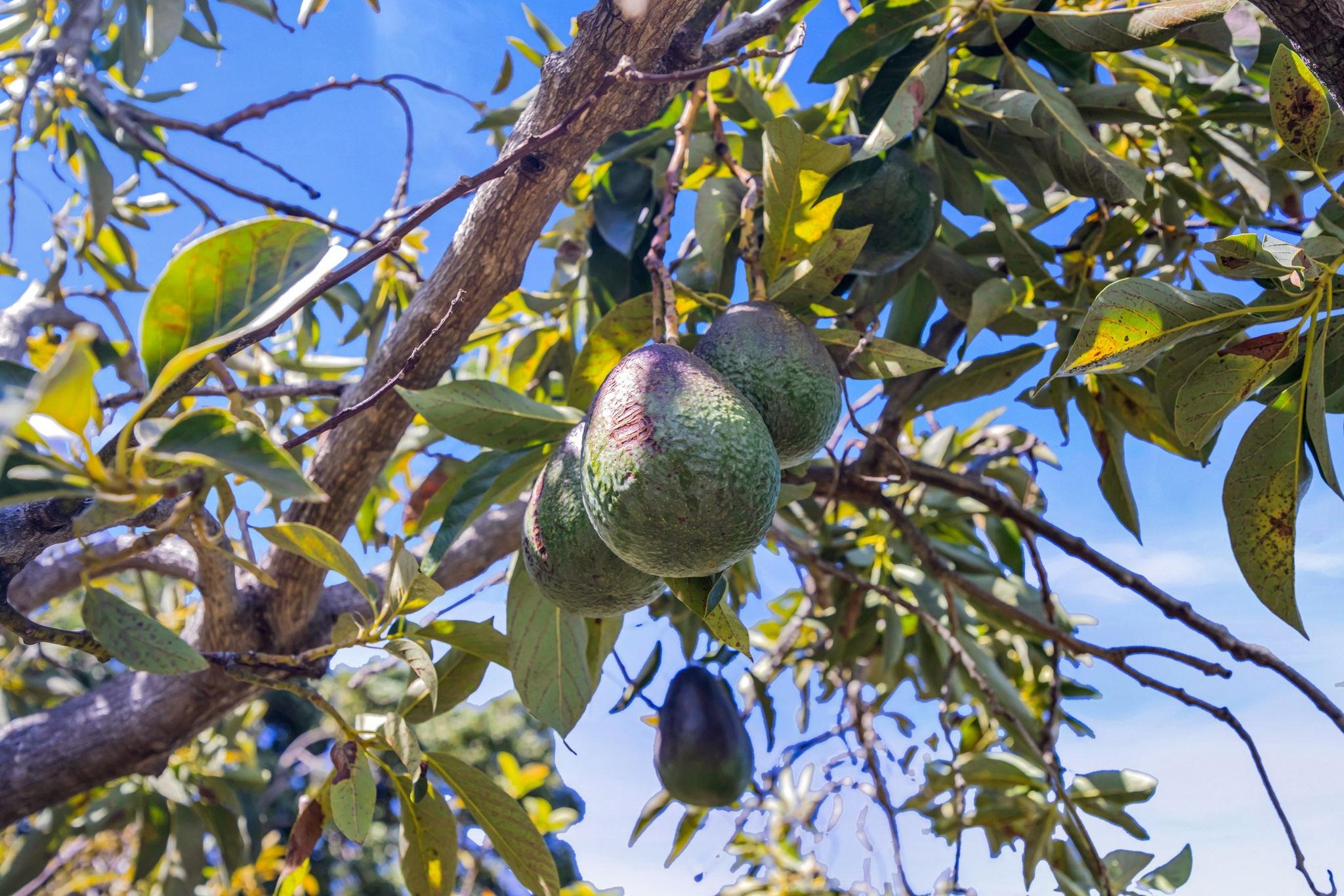 50 Poha Place Makawao, HI 96768 - Photo 46 of 50