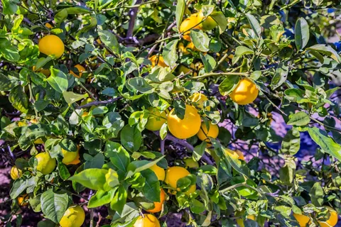front view of a house with a patio