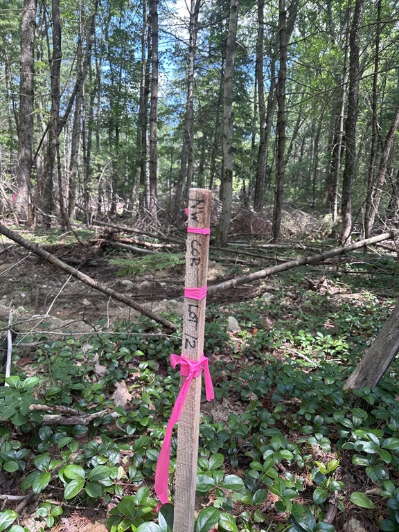 Lot 14 Baldwinville State Road Winchendon, MA 01475 - Photo 6 of 6 a flag is sitting in the middle of forest