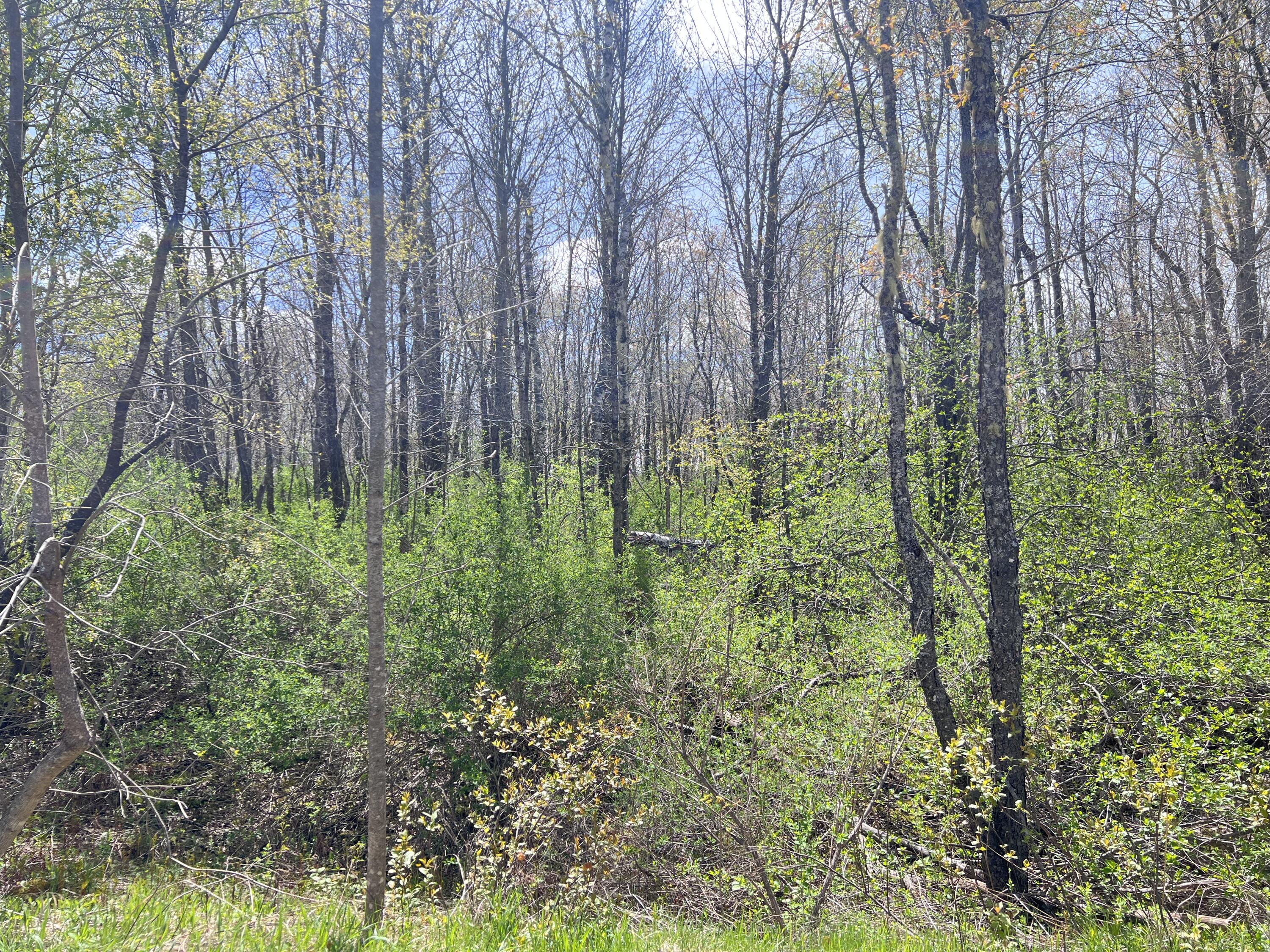 Lot 16 North Chester Road Lincoln, ME 04457 - Photo 15 of 18 IMG_0642