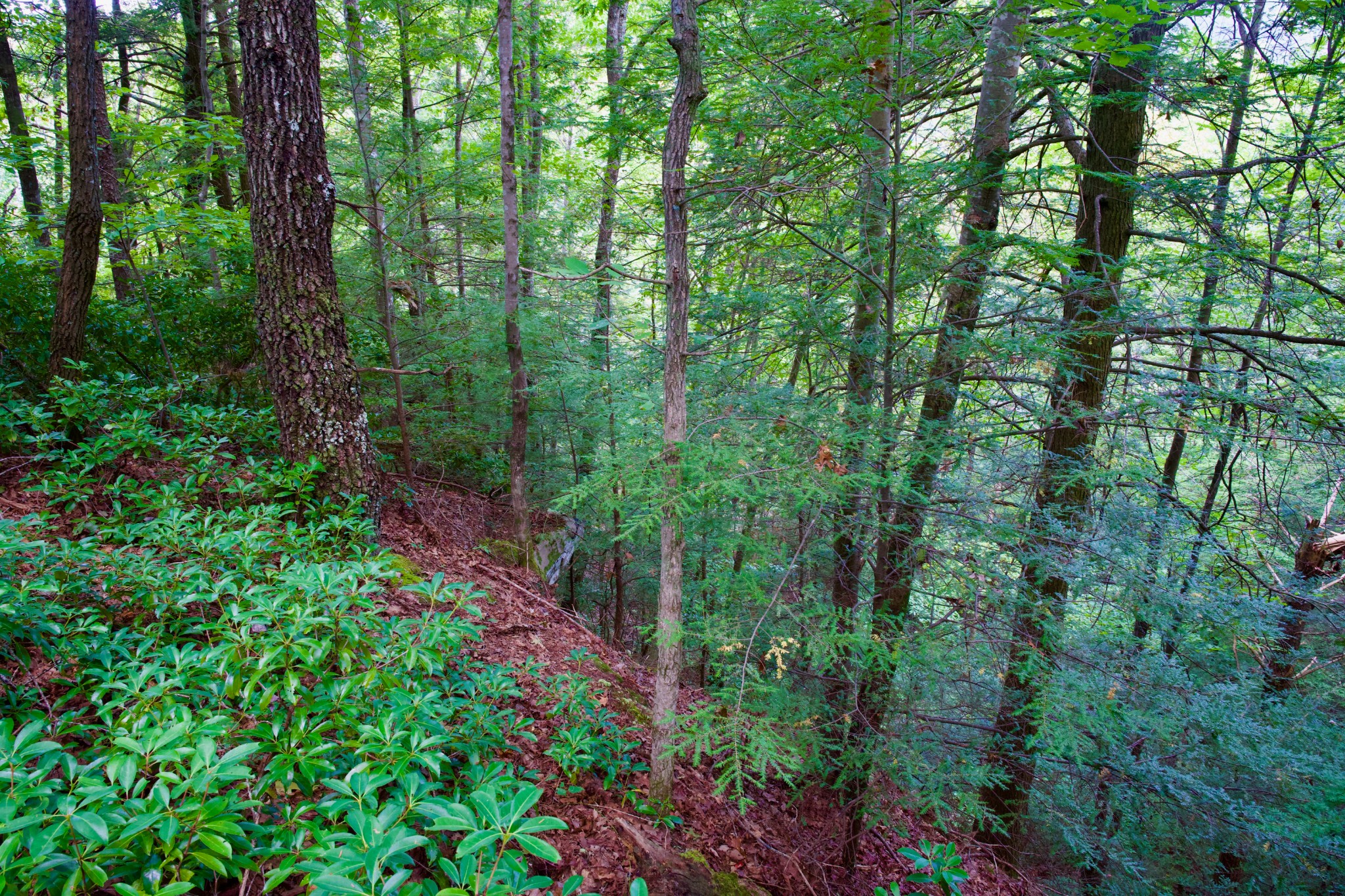 0 Fikes Field Road Spencer, TN 38585 - Photo 1 of 28 a view of a garden with trees