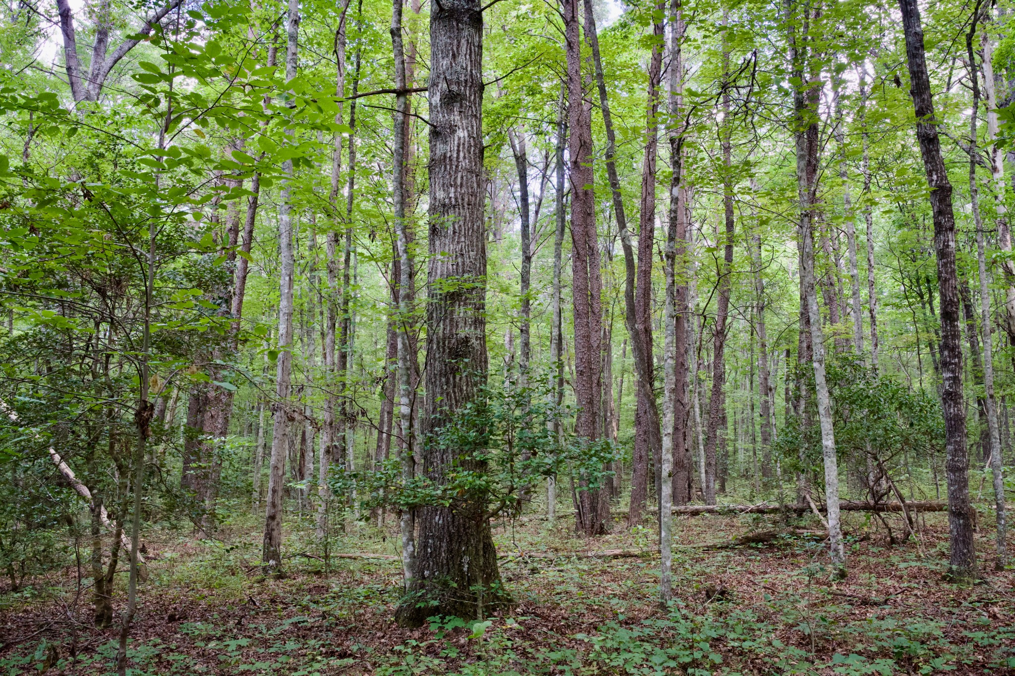 0 Fikes Field Road Spencer, TN 38585 - Photo 11 of 28