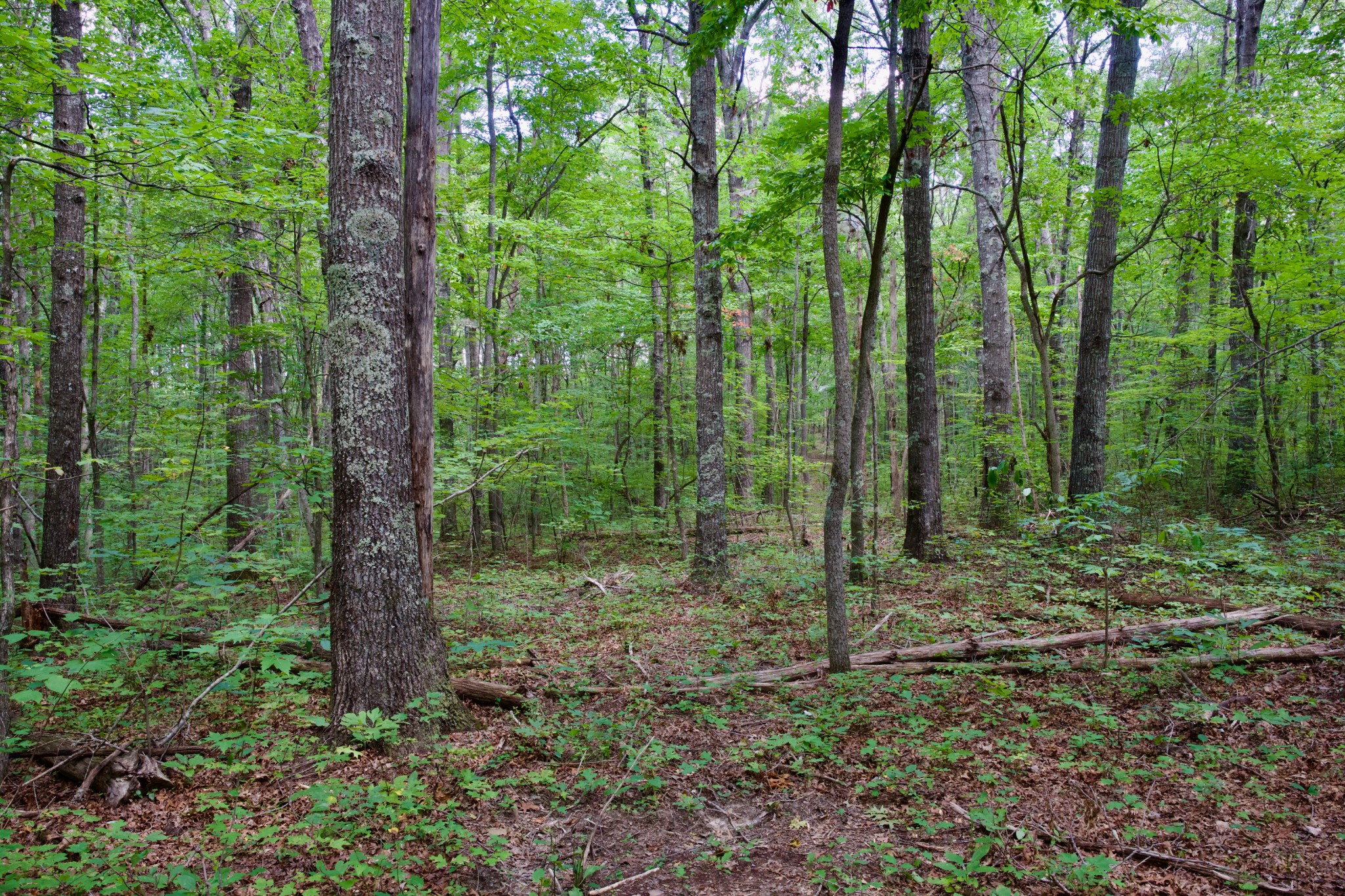 0 Fikes Field Road Spencer, TN 38585 - Photo 12 of 28 a view of a forest