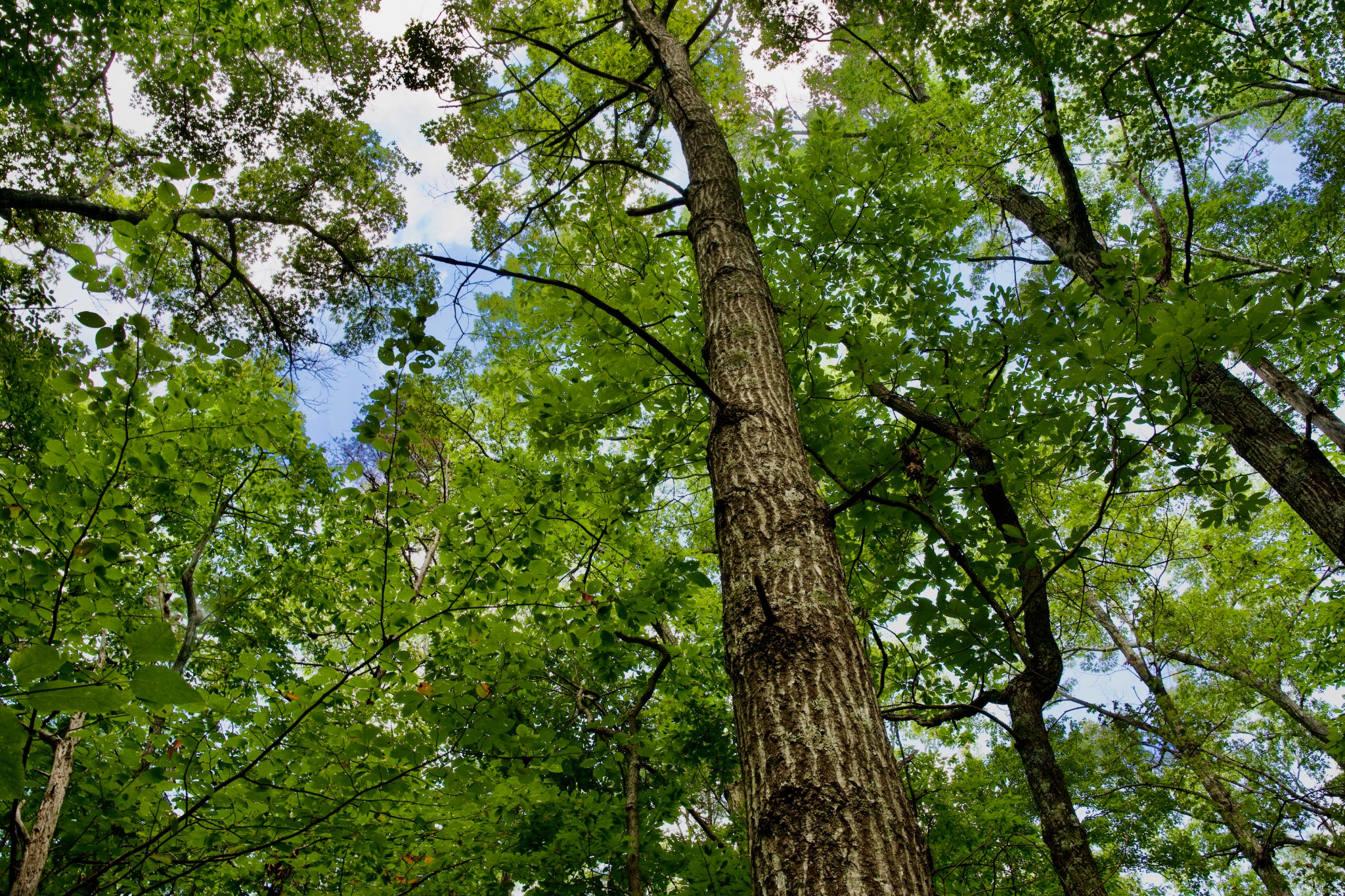 0 Fikes Field Road Spencer, TN 38585 - Photo 13 of 28 a view of a tree