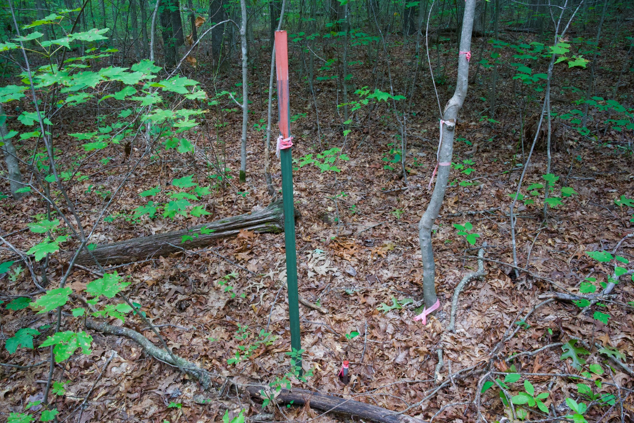 0 Fikes Field Road Spencer, TN 38585 - Photo 14 of 28 a view of a backyard