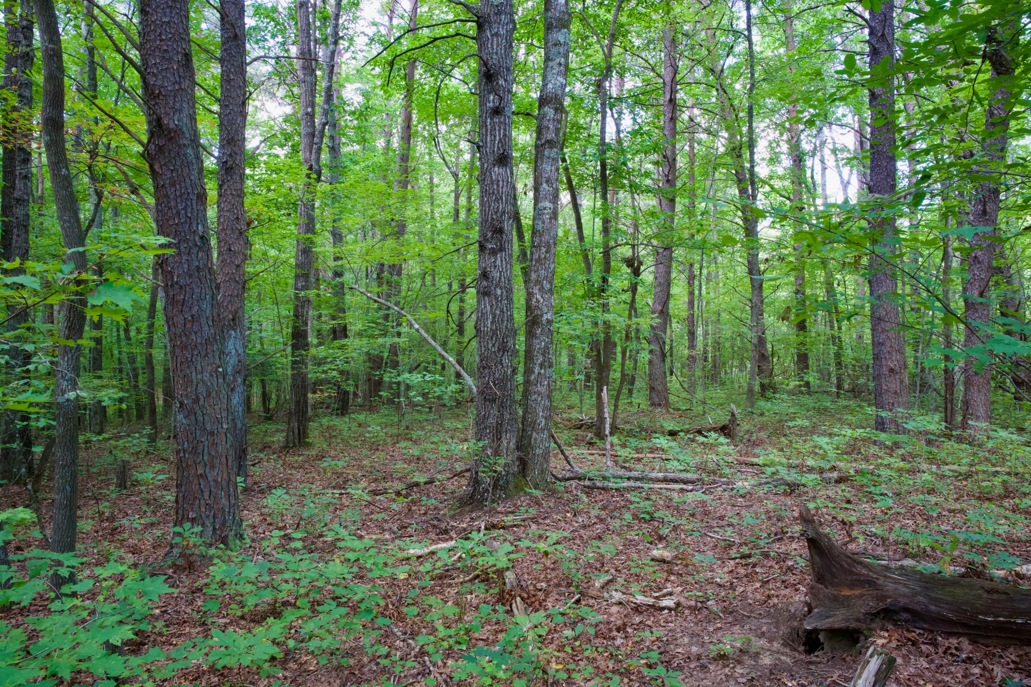 0 Fikes Field Road Spencer, TN 38585 - Photo 15 of 28 a view of a forest filled with trees