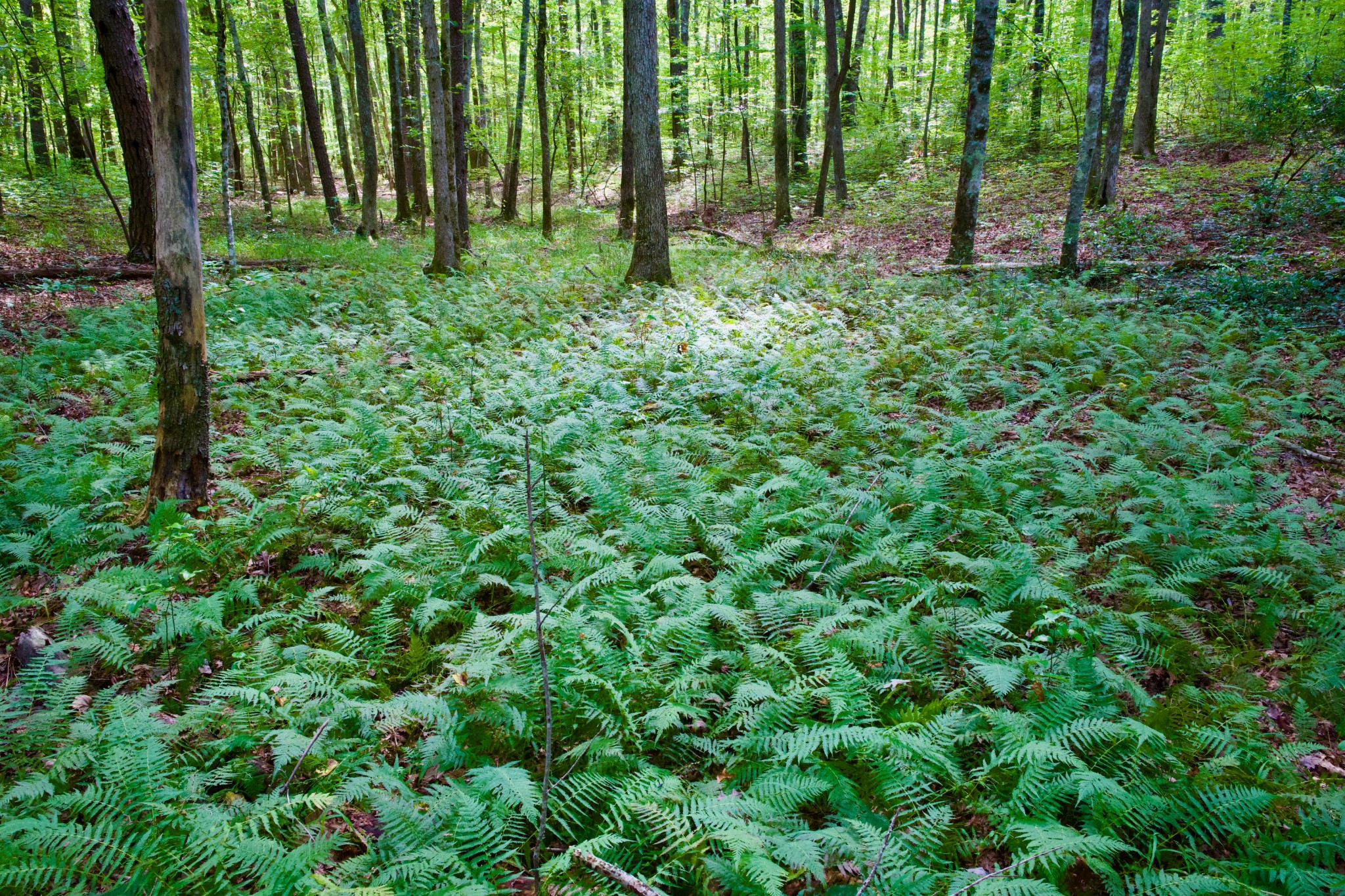 0 Fikes Field Road Spencer, TN 38585 - Photo 16 of 28