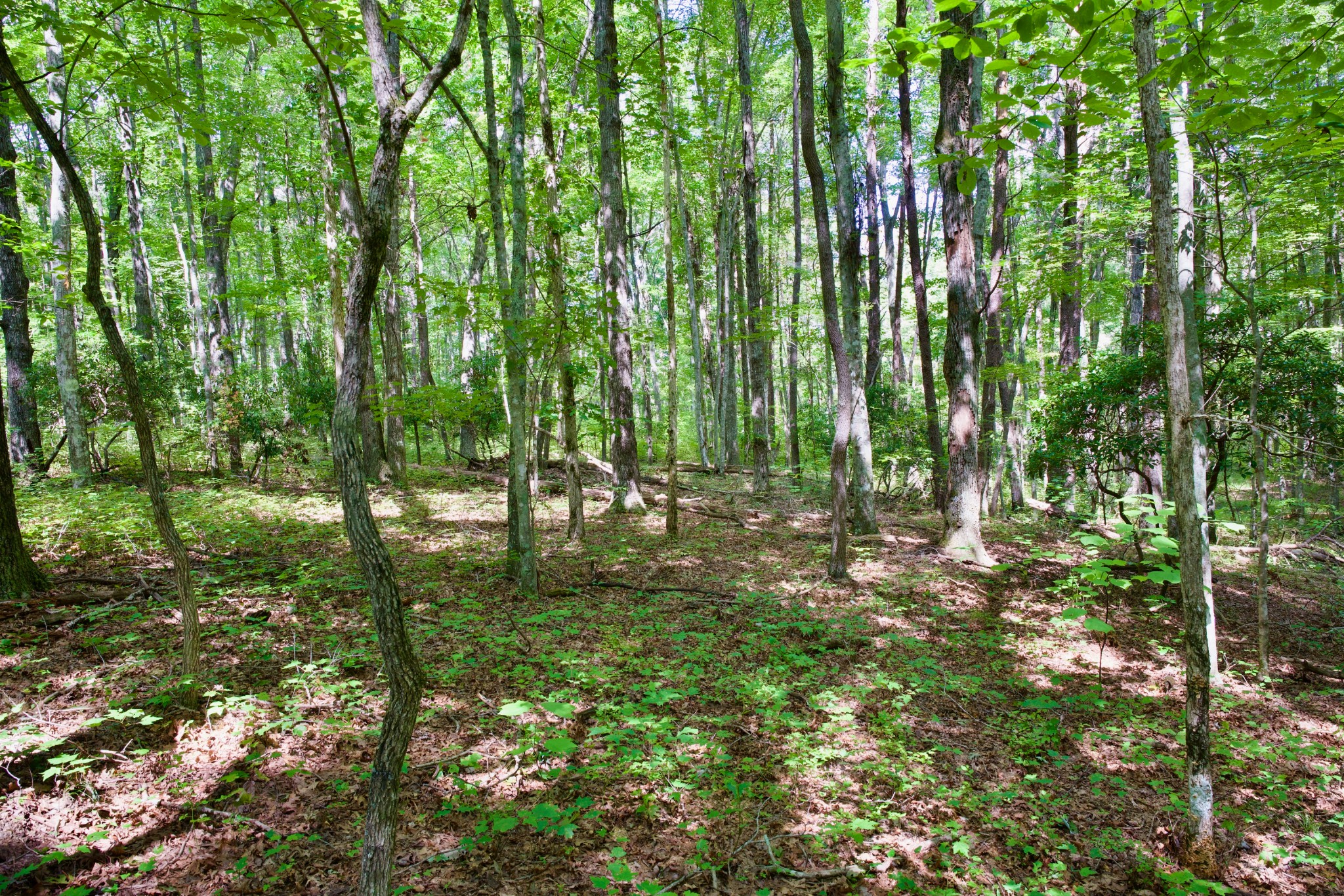0 Fikes Field Road Spencer, TN 38585 - Photo 17 of 28 a view of yard