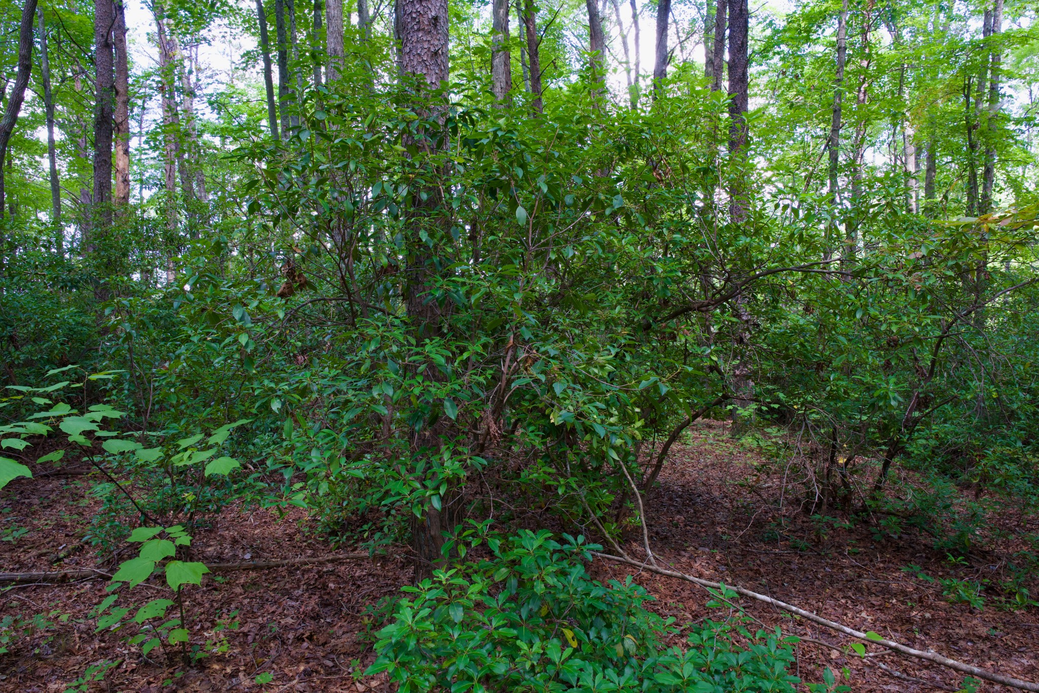 0 Fikes Field Road Spencer, TN 38585 - Photo 18 of 28 a view of a yard with plants and large trees