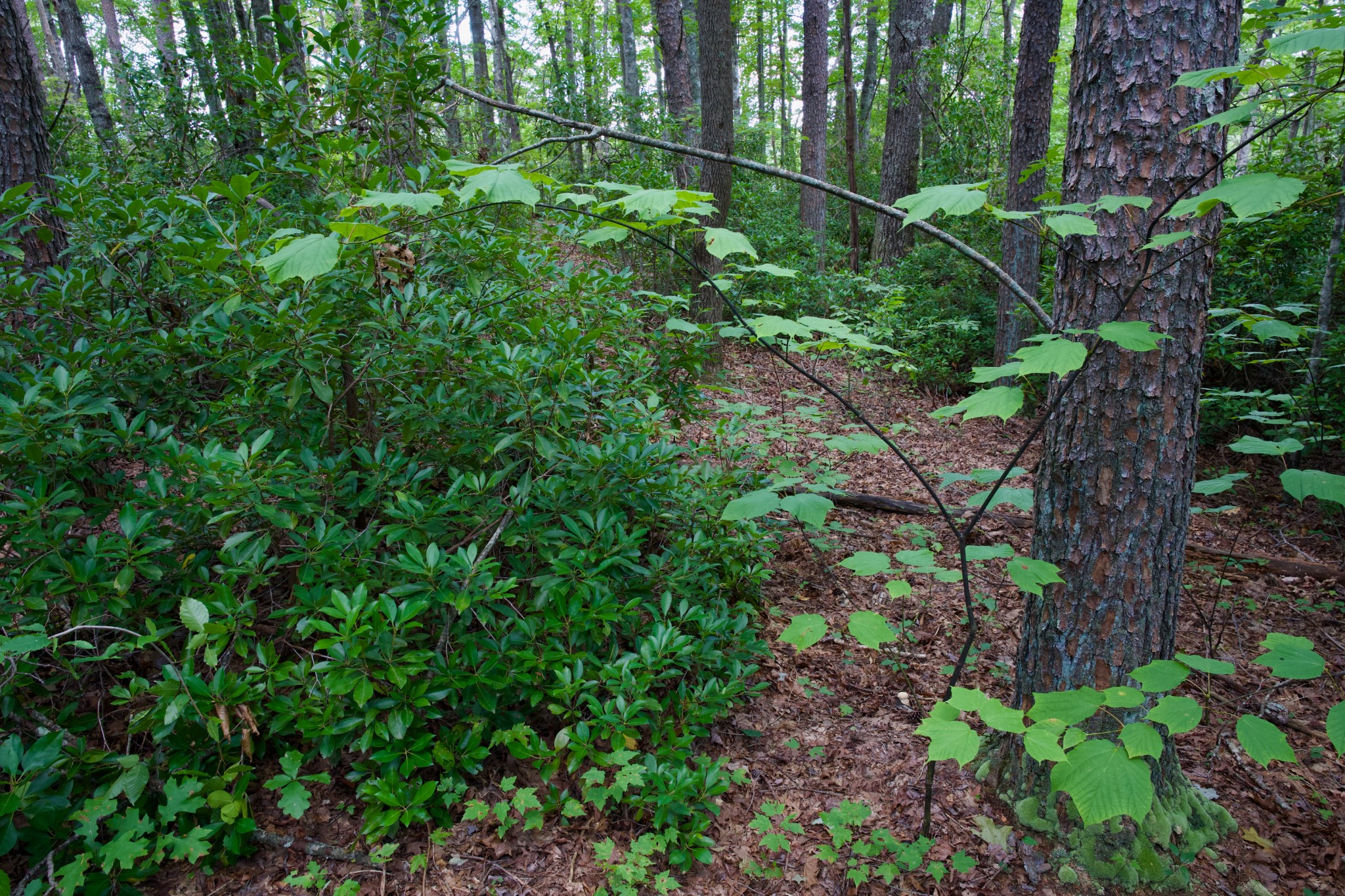 0 Fikes Field Road Spencer, TN 38585 - Photo 19 of 28 a backyard of a house with lots of green space and trees all around
