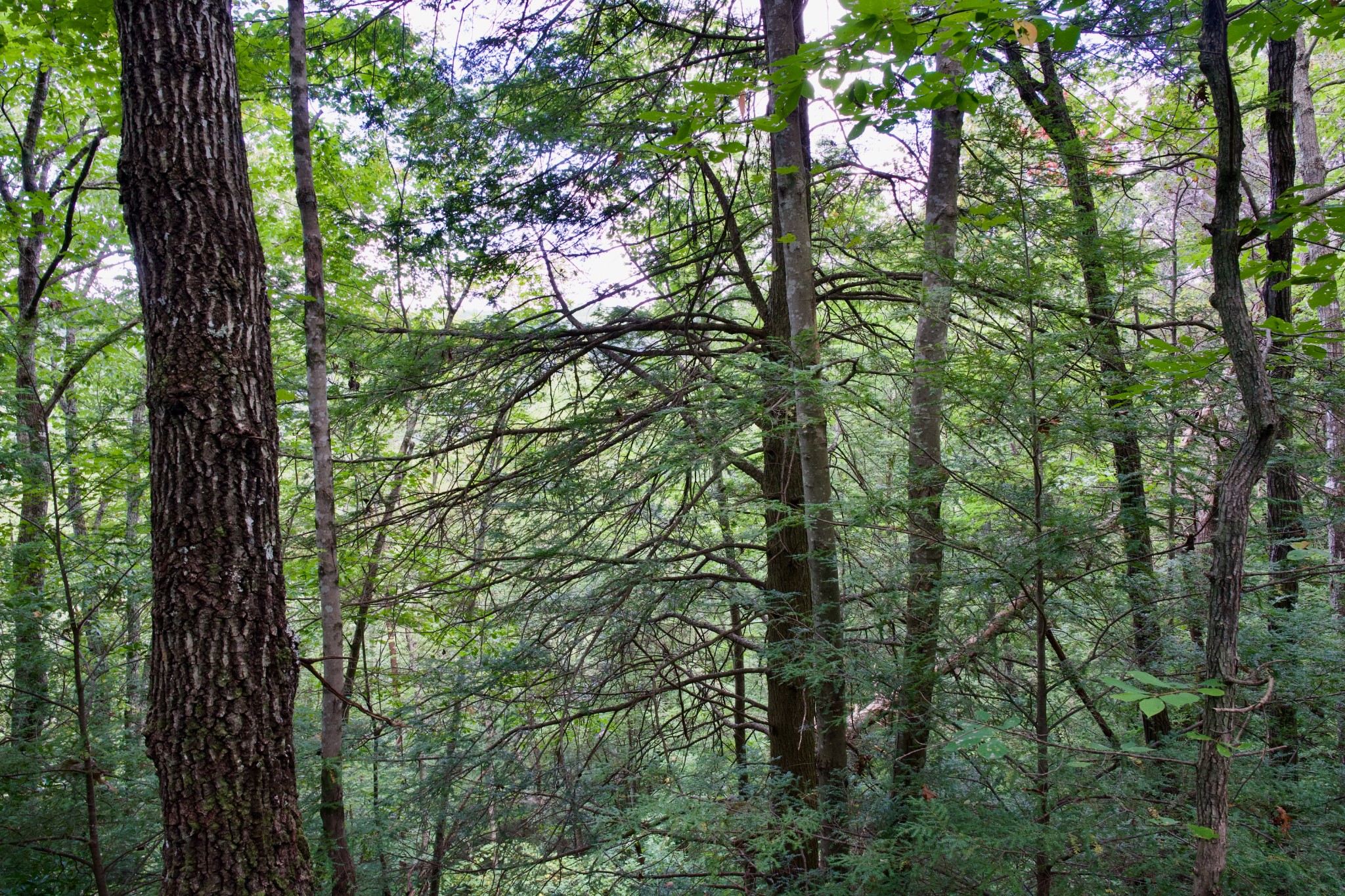 0 Fikes Field Road Spencer, TN 38585 - Photo 20 of 28 a view of tree