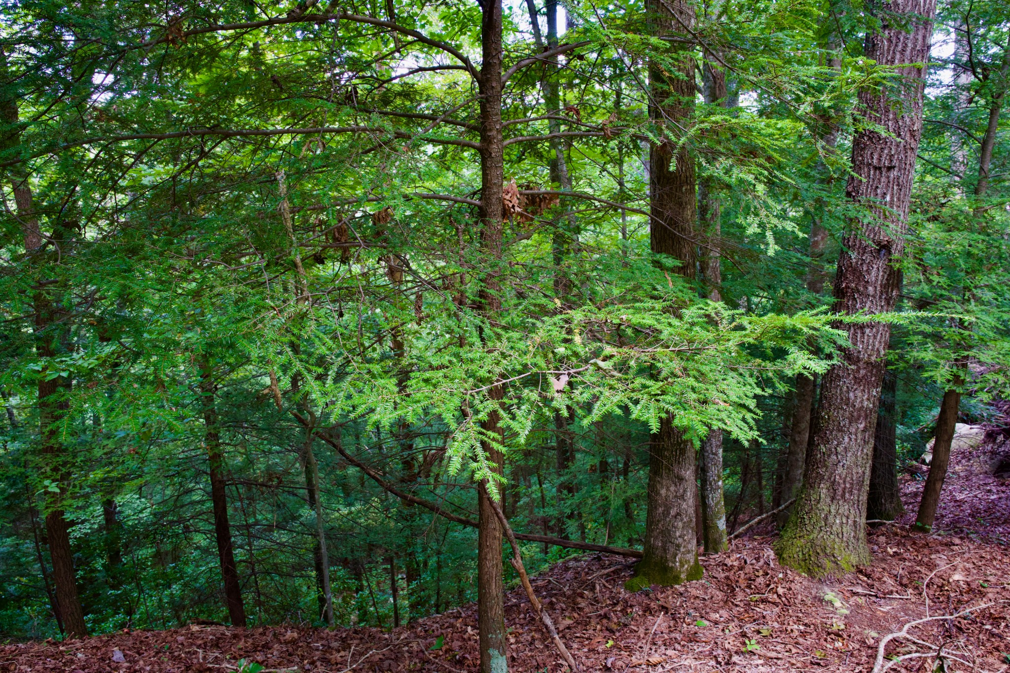 0 Fikes Field Road Spencer, TN 38585 - Photo 2 of 28 a backyard of a house with lots of trees