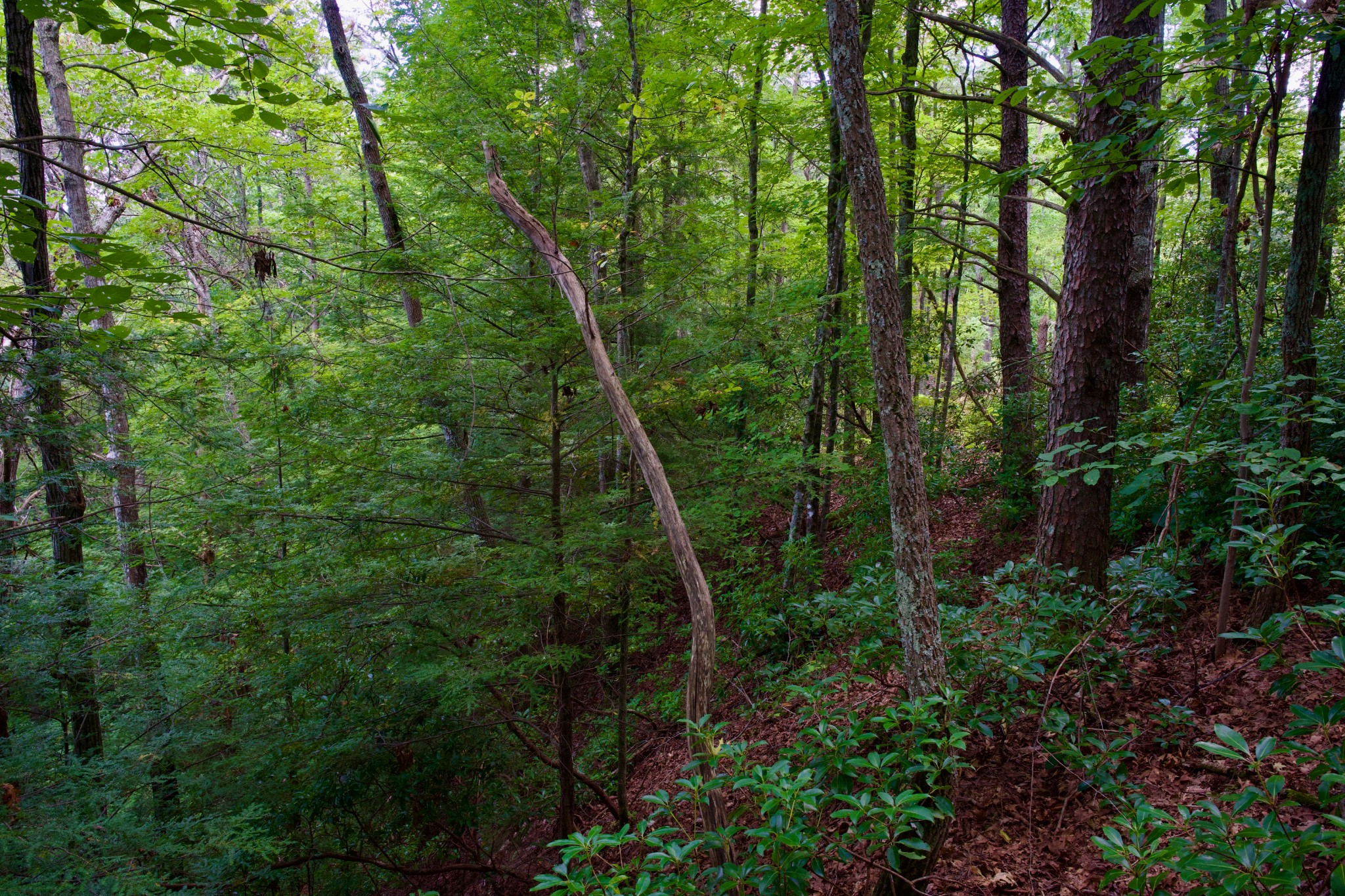 0 Fikes Field Road Spencer, TN 38585 - Photo 21 of 28 a view of a forest with trees