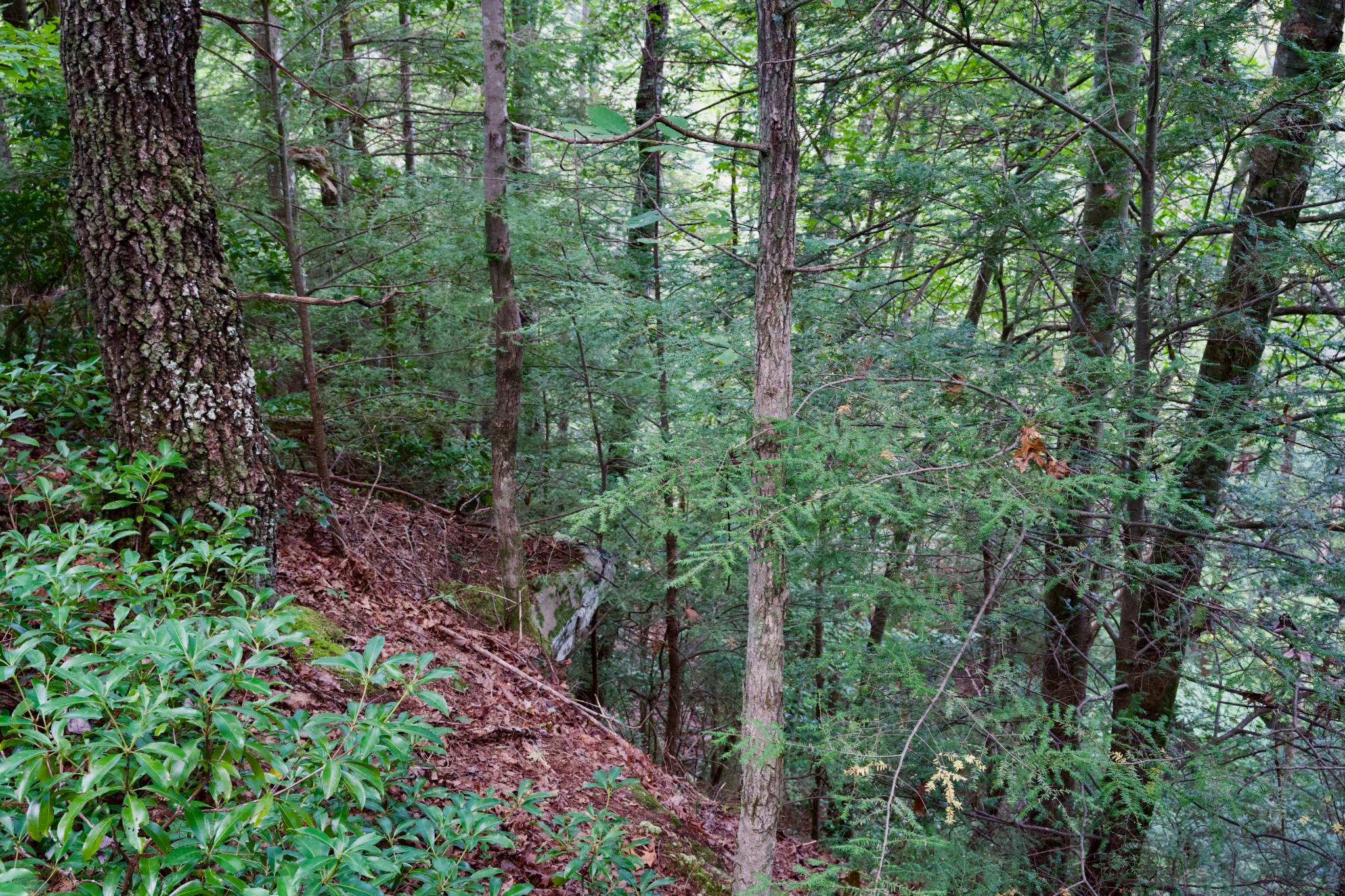 0 Fikes Field Road Spencer, TN 38585 - Photo 22 of 28 a view of a forest with trees