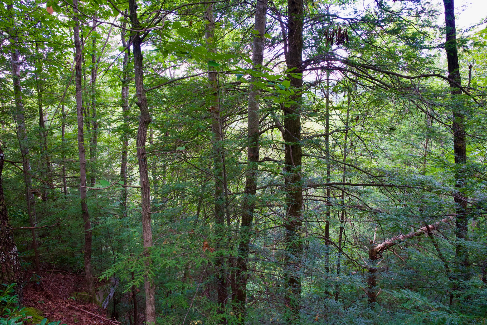 0 Fikes Field Road Spencer, TN 38585 - Photo 23 of 28 a view of a forest with lots of trees