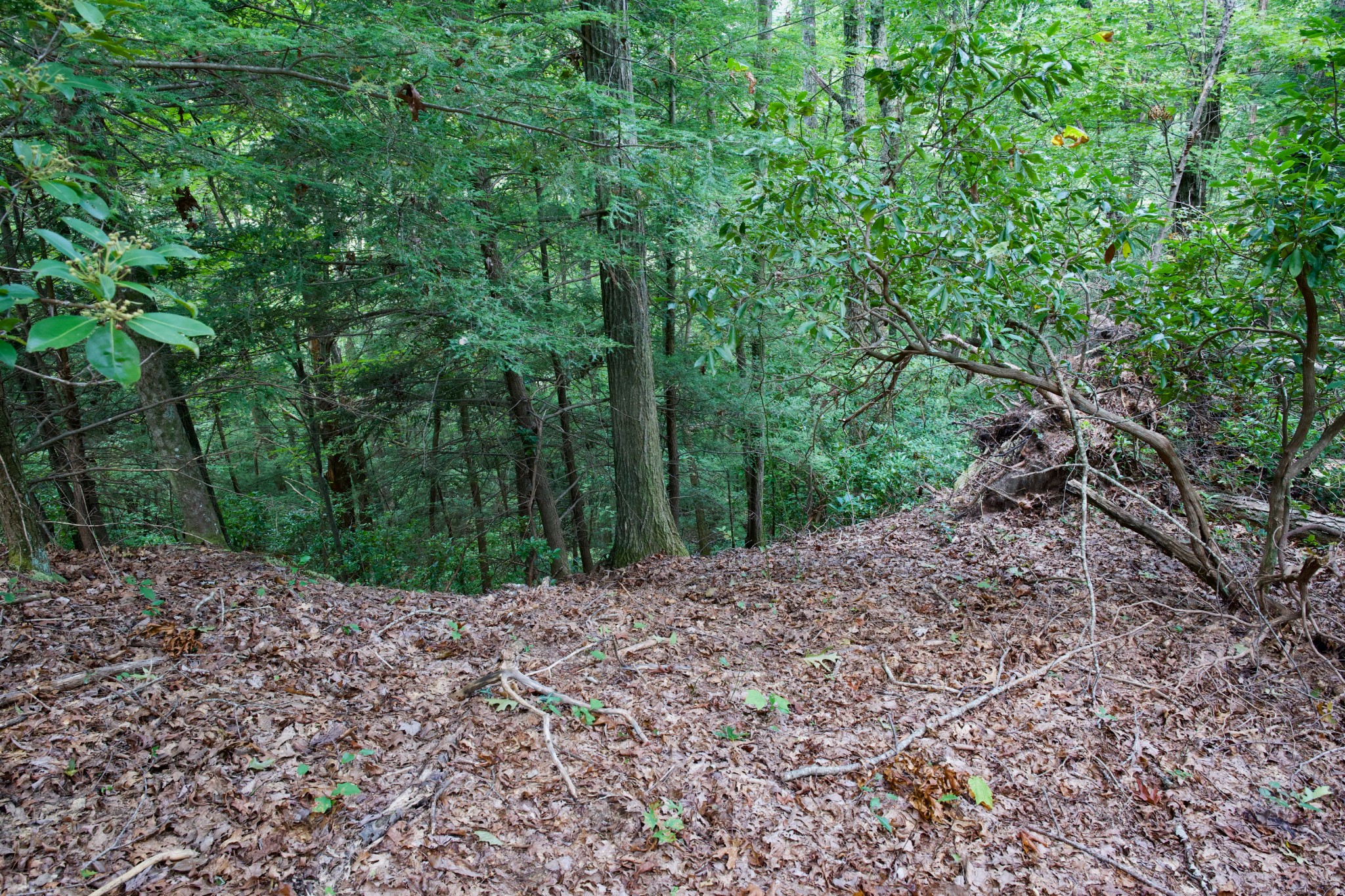 0 Fikes Field Road Spencer, TN 38585 - Photo 24 of 28 a view of a yard with plants and trees