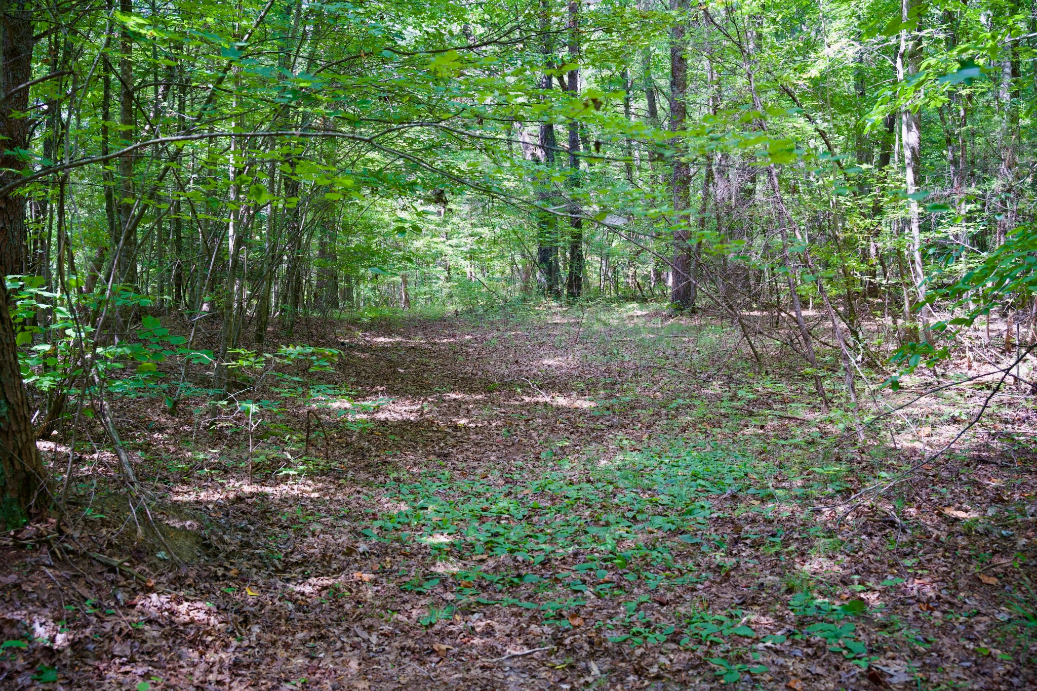 0 Fikes Field Road Spencer, TN 38585 - Photo 25 of 28 a view of a forest with trees in the background