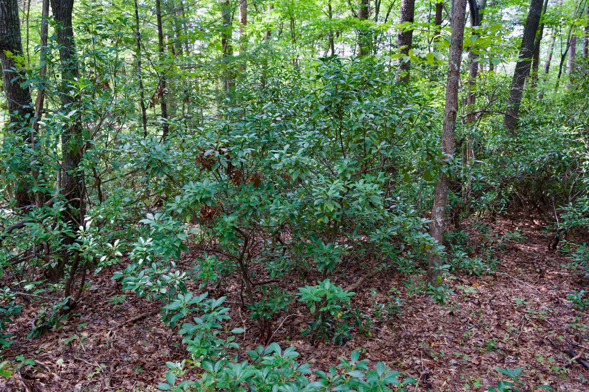 0 Fikes Field Road Spencer, TN 38585 - Photo 26 of 28 a view of a lush green forest