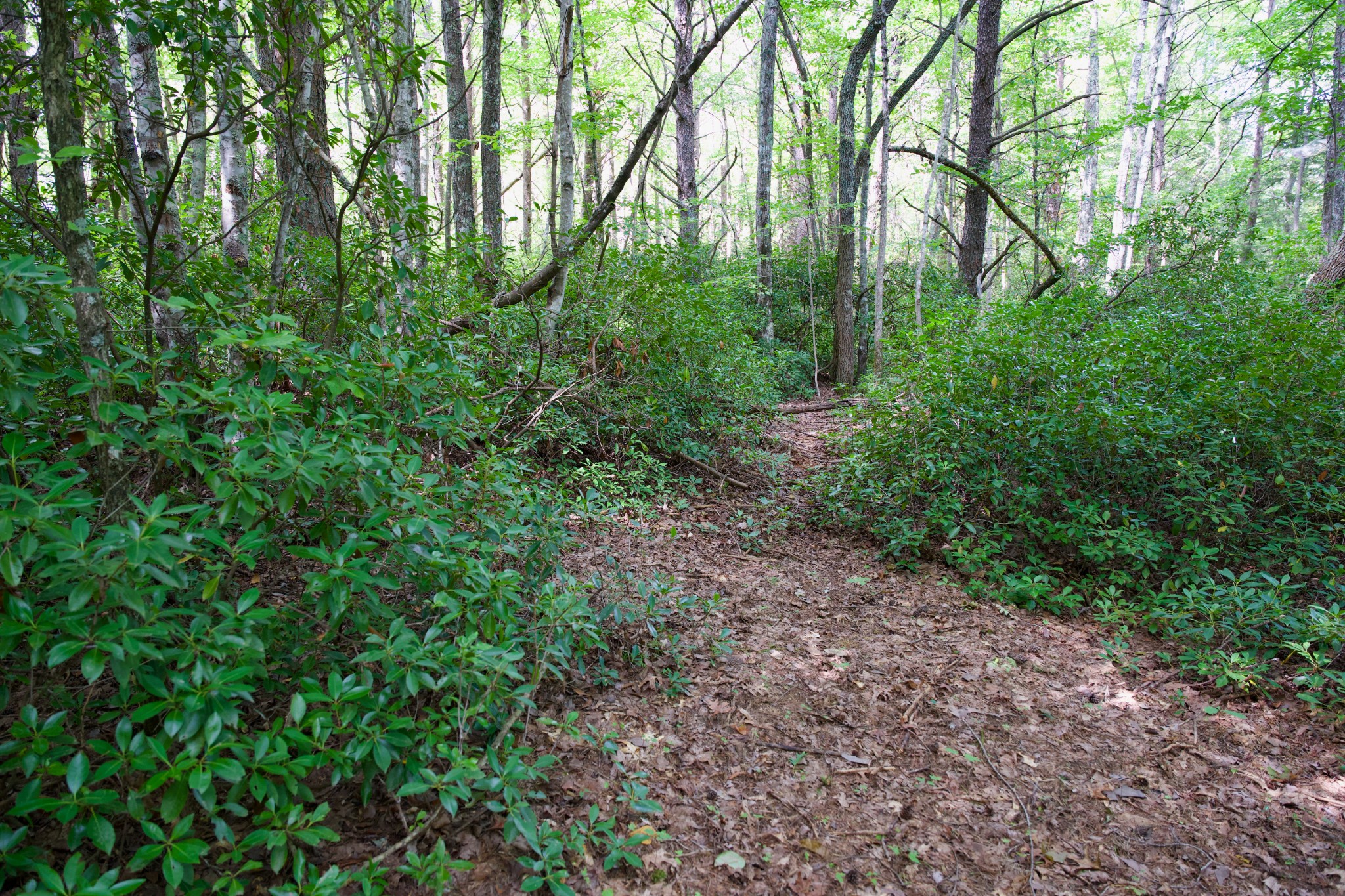 0 Fikes Field Road Spencer, TN 38585 - Photo 27 of 28 a view of a yard with a tree