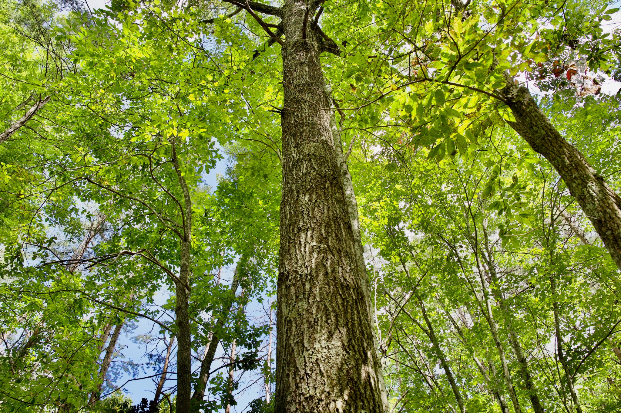 0 Fikes Field Road Spencer, TN 38585 - Photo 28 of 28 a backyard of a house with lots of green space