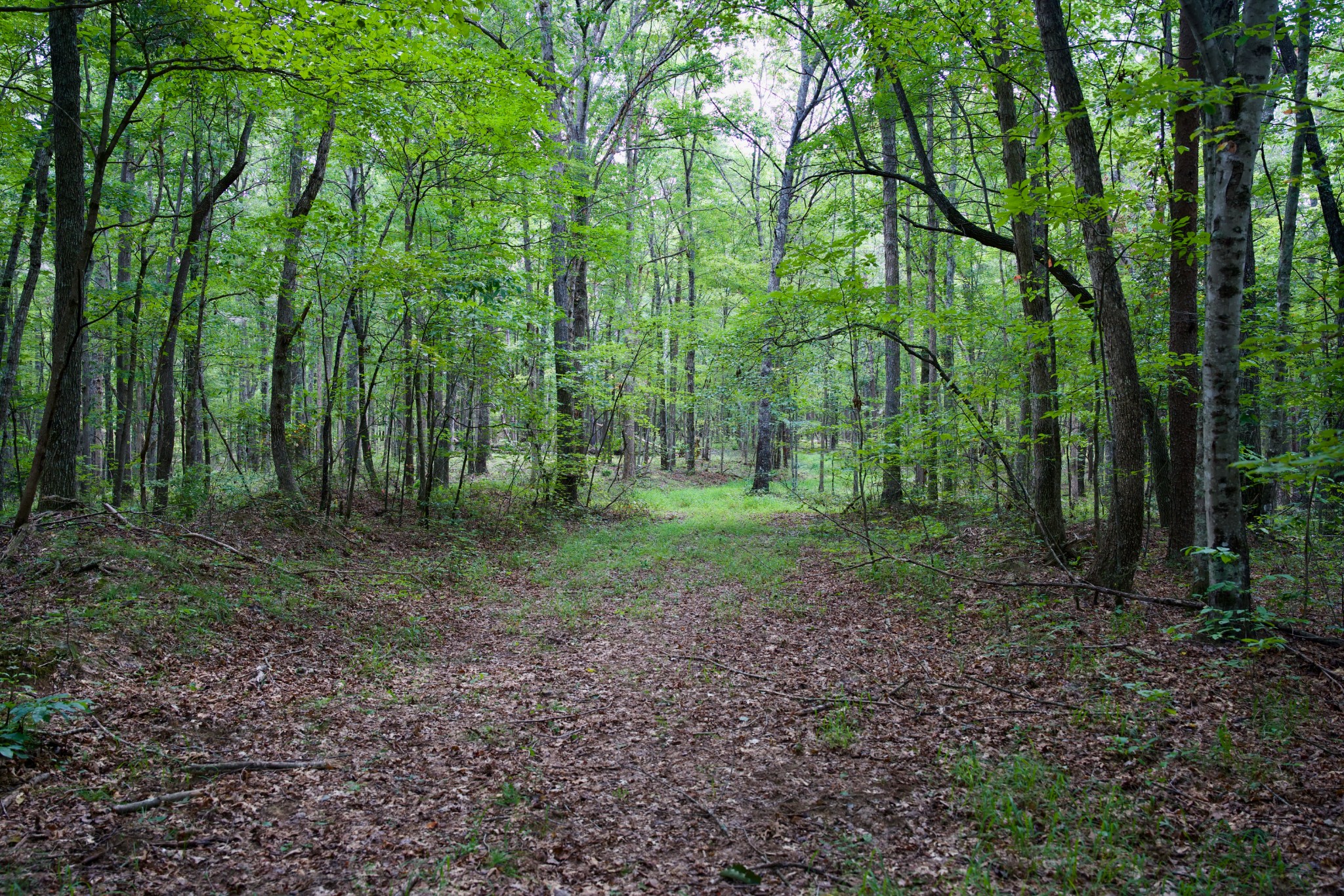 0 Fikes Field Road Spencer, TN 38585 - Photo 3 of 28 a view of outdoor space and green space