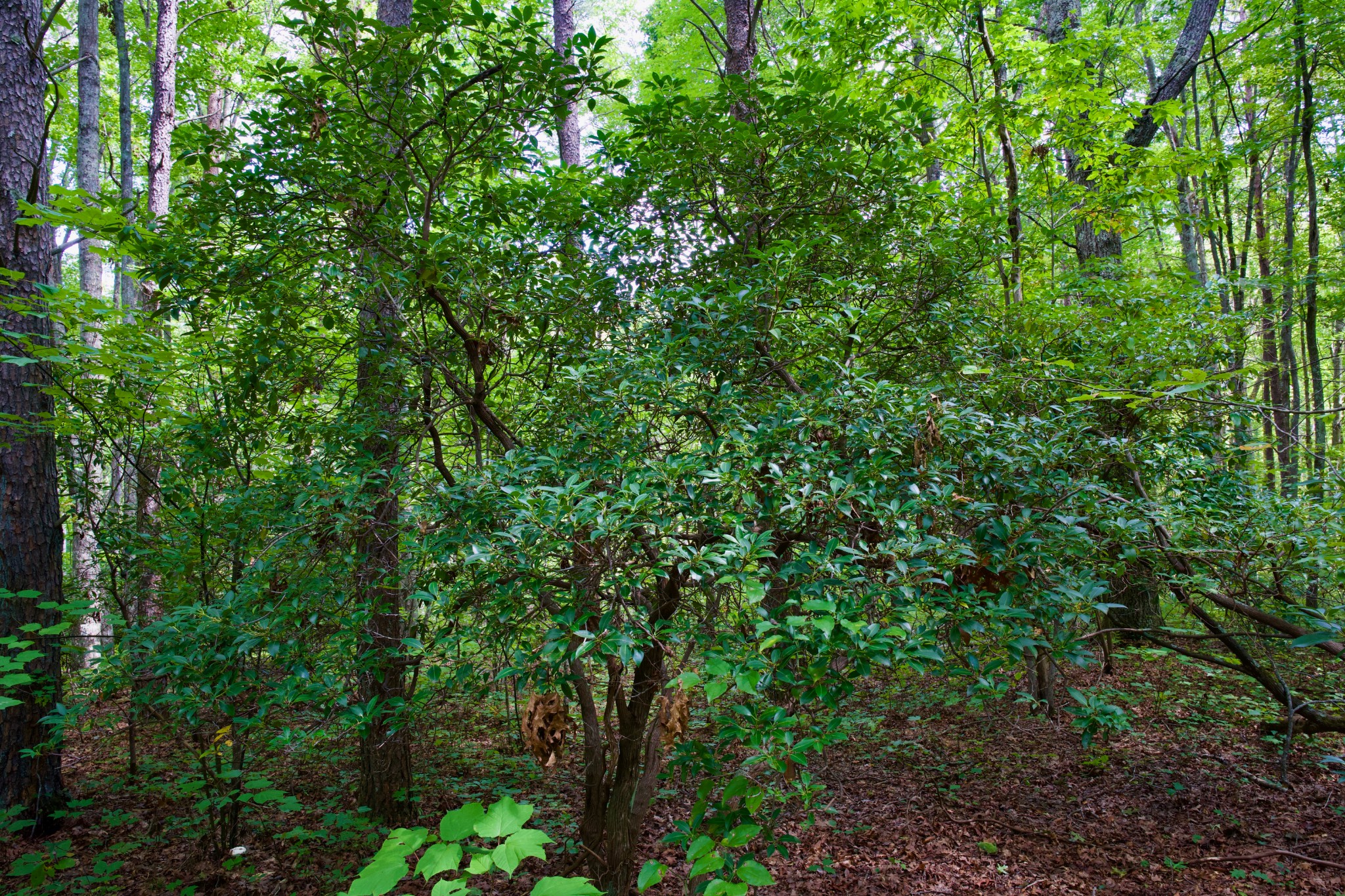 0 Fikes Field Road Spencer, TN 38585 - Photo 4 of 28 a view of a lush green forest