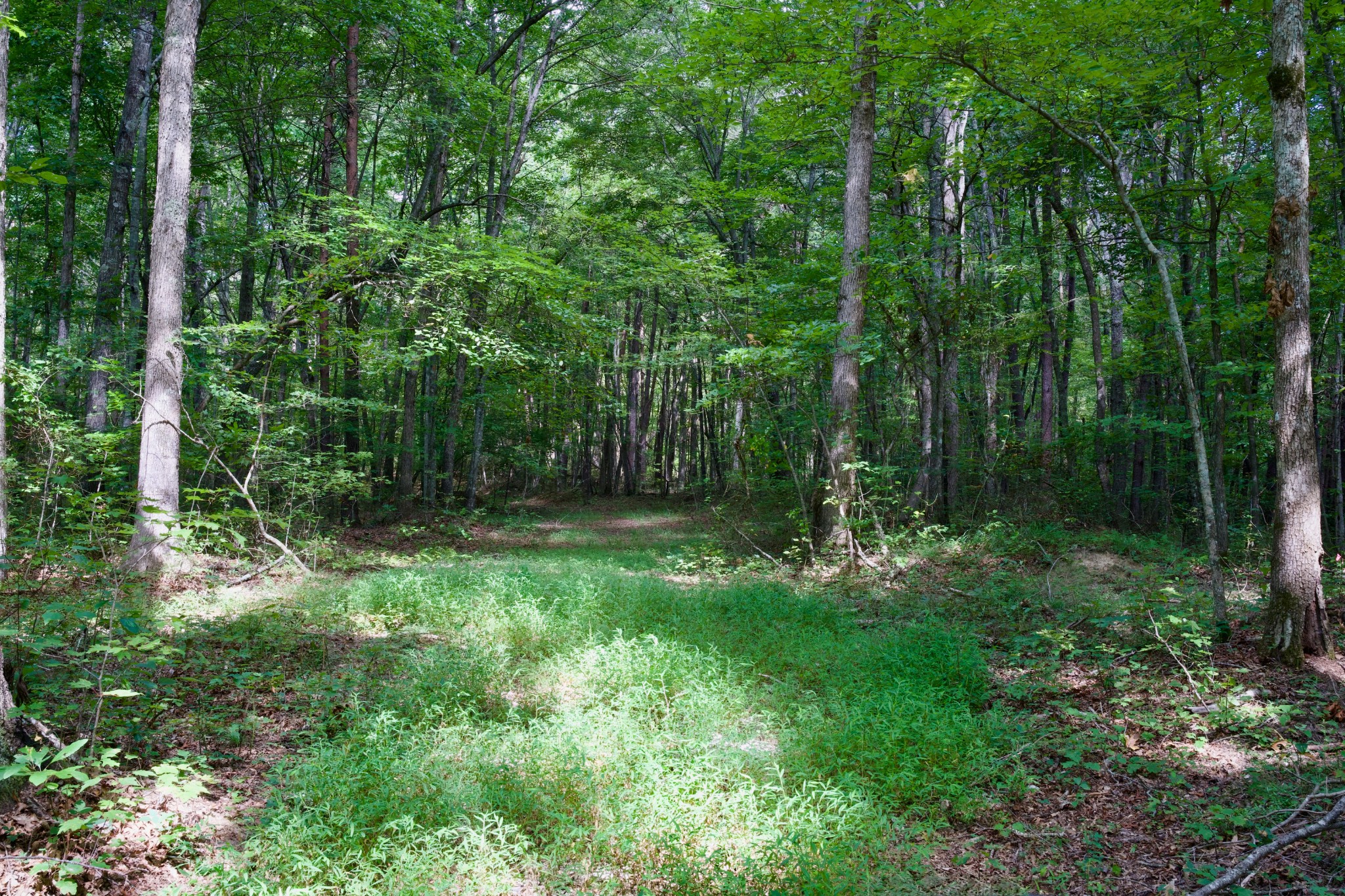 0 Fikes Field Road Spencer, TN 38585 - Photo 5 of 28 a view of backyard with green space