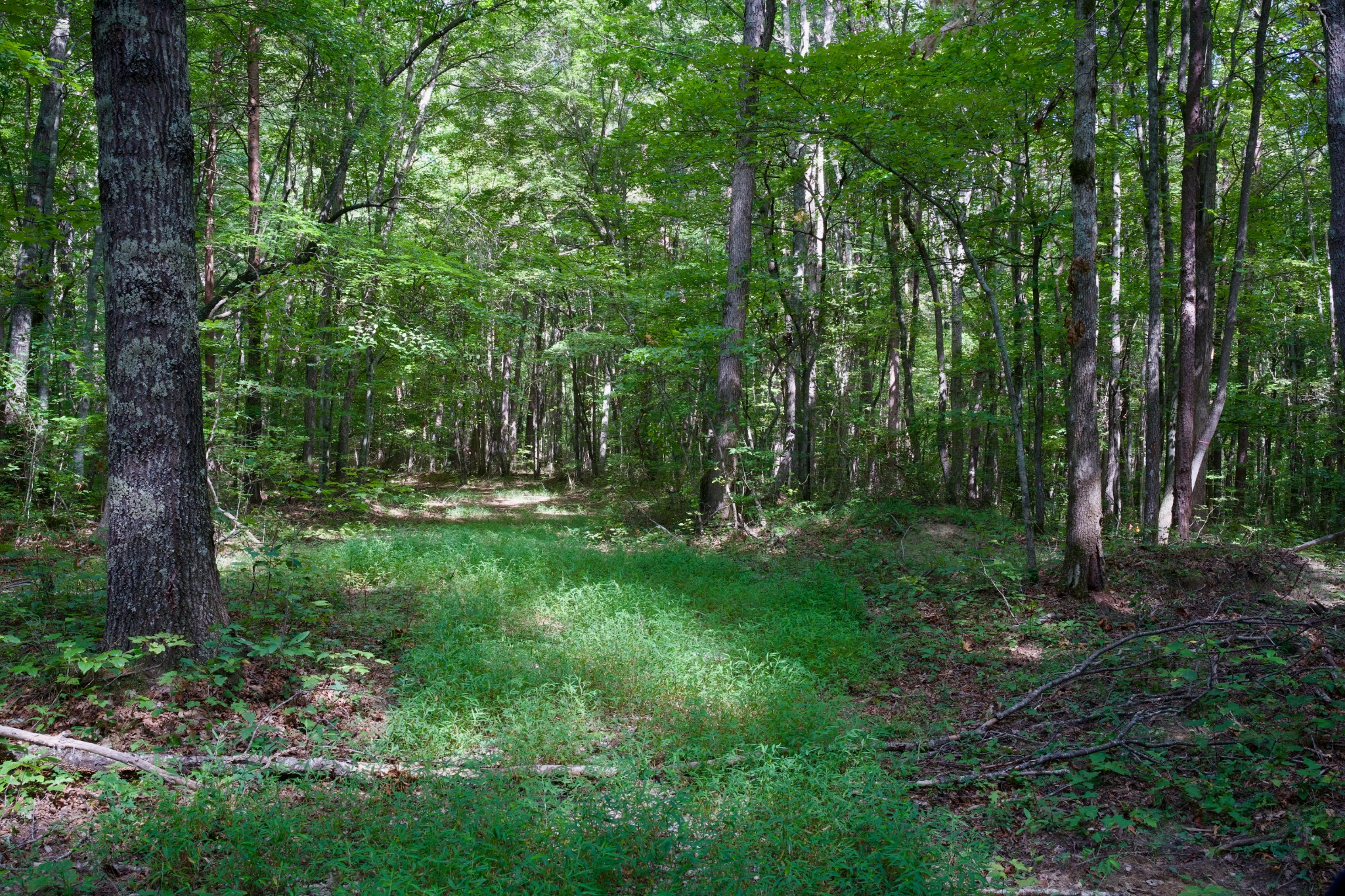 0 Fikes Field Road Spencer, TN 38585 - Photo 6 of 28 a view of outdoor space and green space