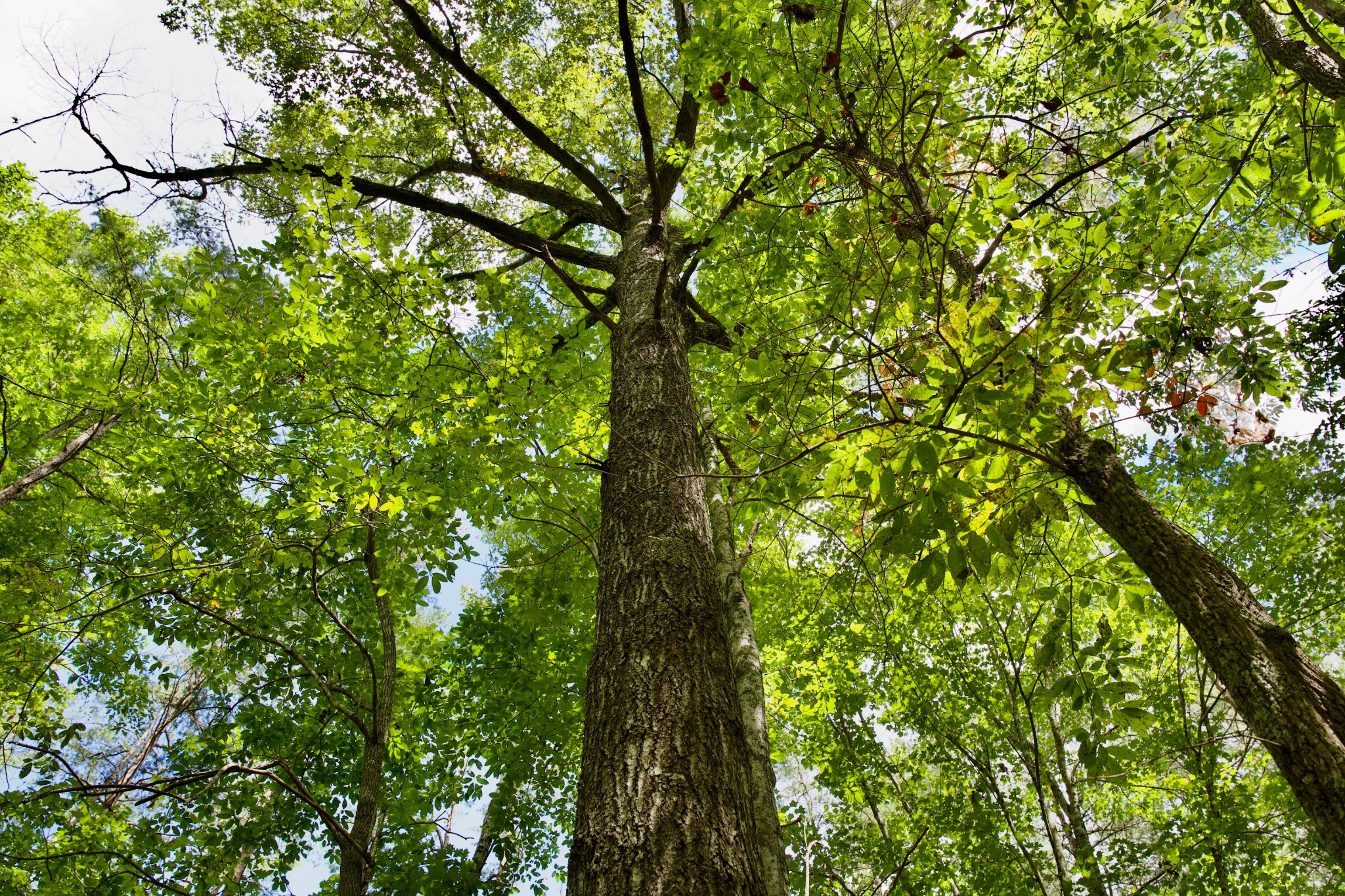 0 Fikes Field Road Spencer, TN 38585 - Photo 7 of 28 a backyard of a house with lots of green space
